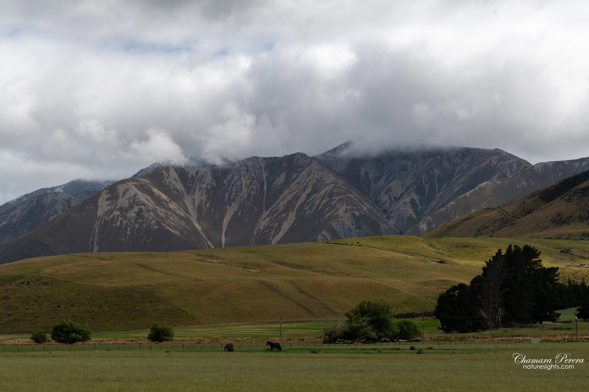 Arthur's Pass foothills with grazing cattle Southern Alps New Zealand