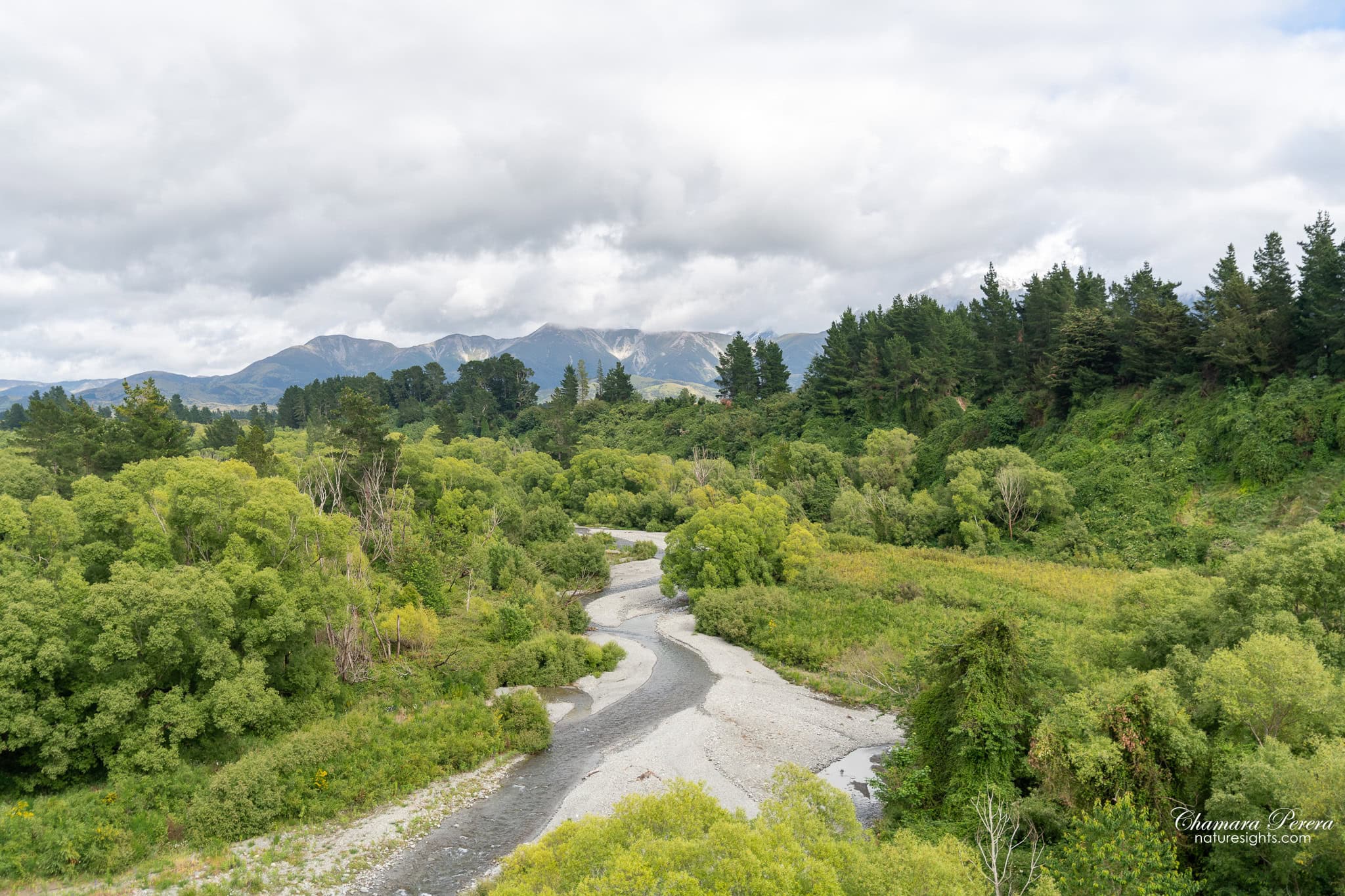 Waimakariri River valley through native bush TranzAlpine New Zealand