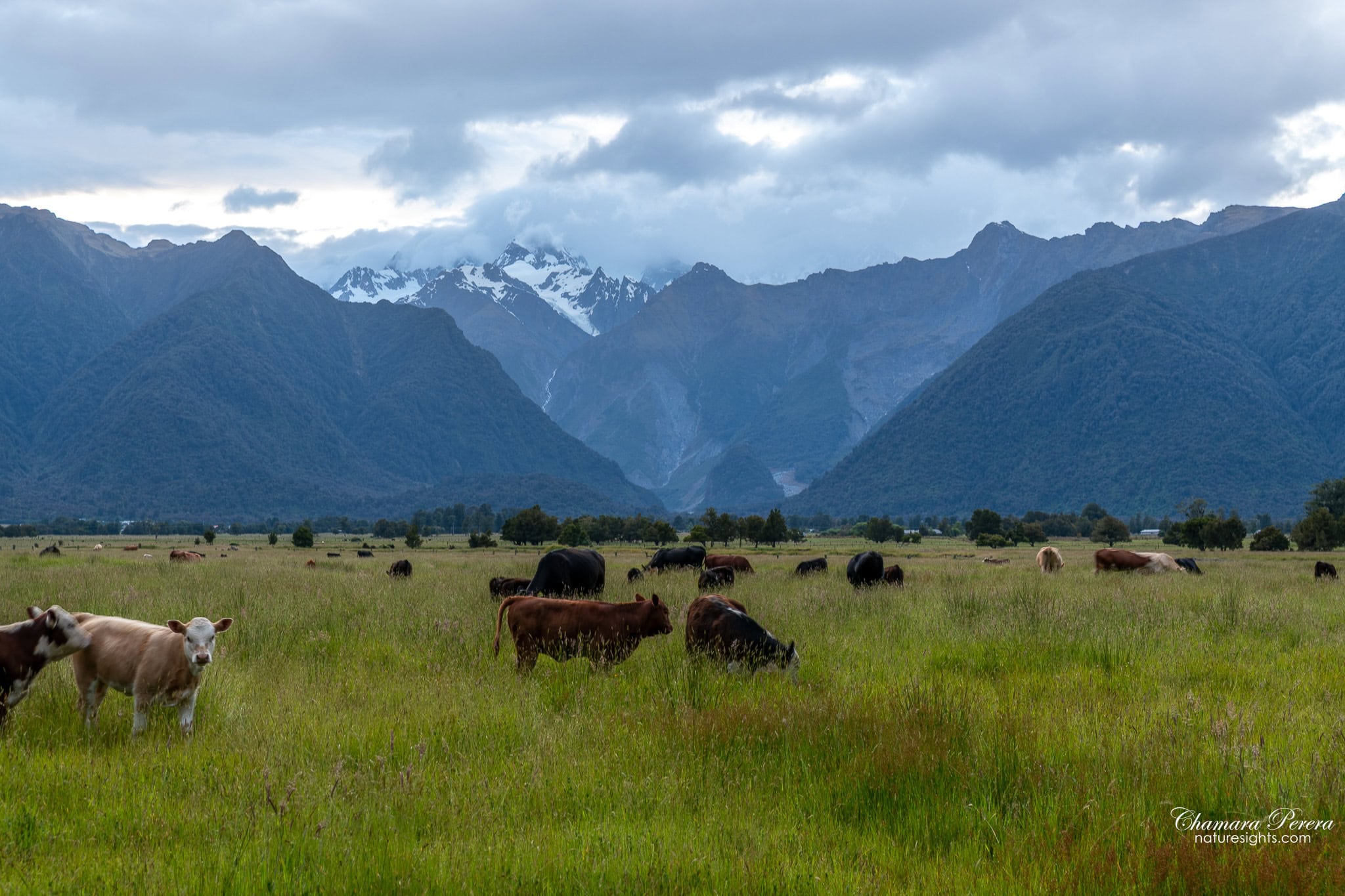 Cattle grazing in Fox Valley paddocks seen from Lake Matheson walking track with Southern Alps New Zealand