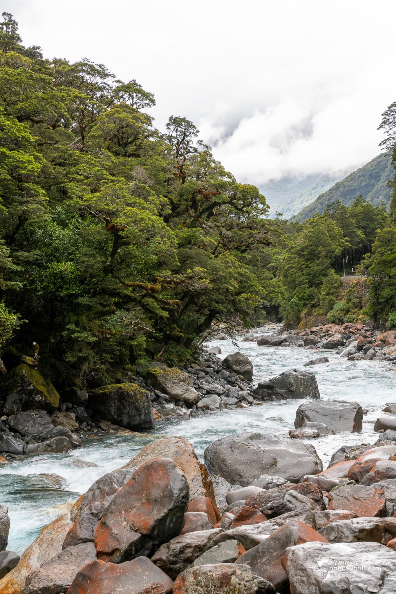 Cleddau River through native beech forest and misty mountains Fiordland New Zealand