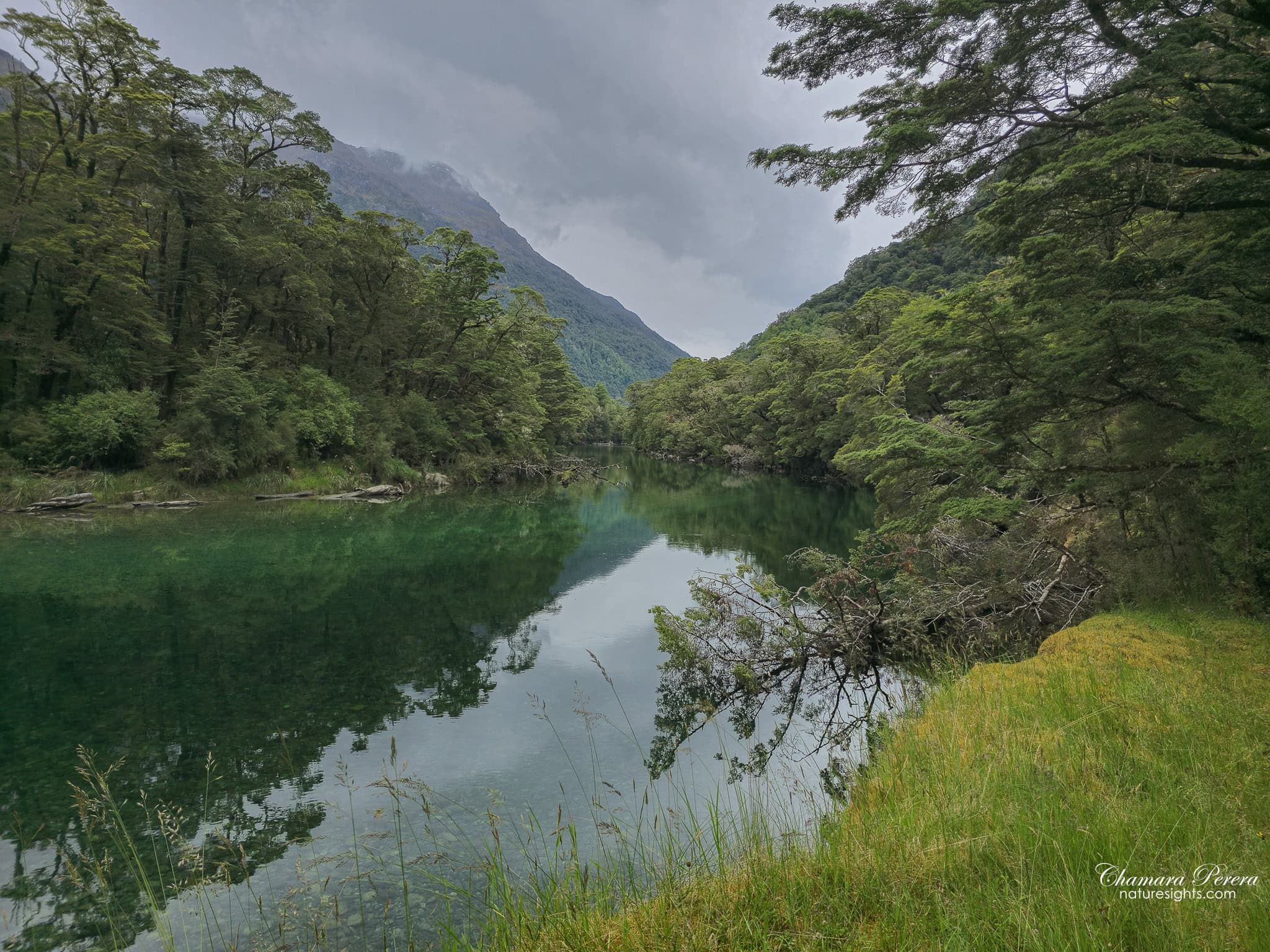 Clinton River beech forest reflection Milford Track New Zealand