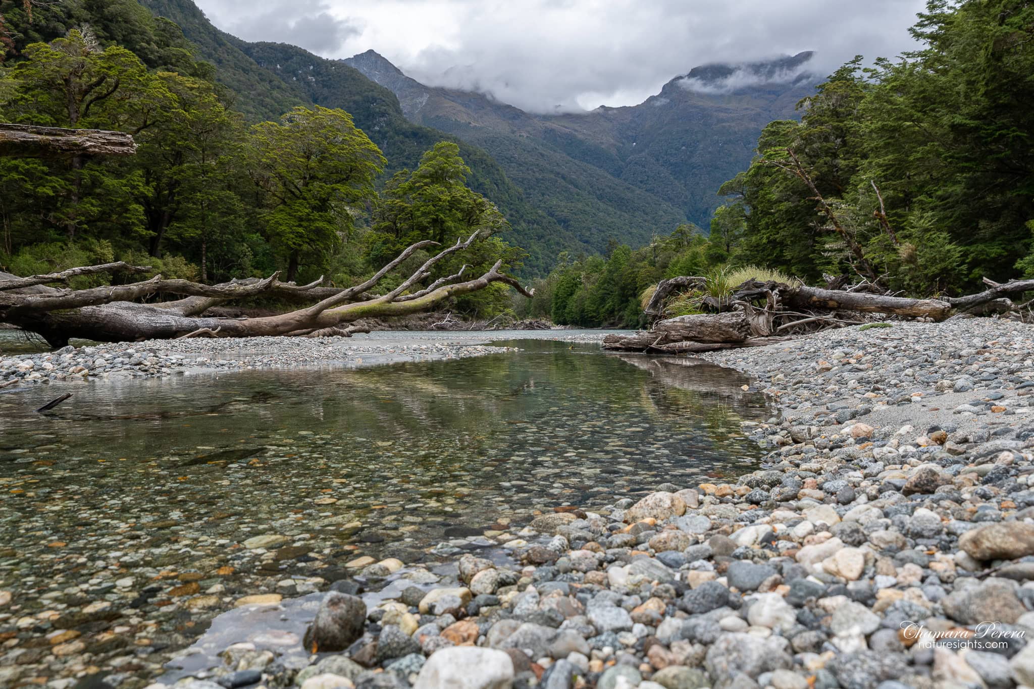 Clinton River shingle bed with driftwood Milford Track Fiordland New Zealand