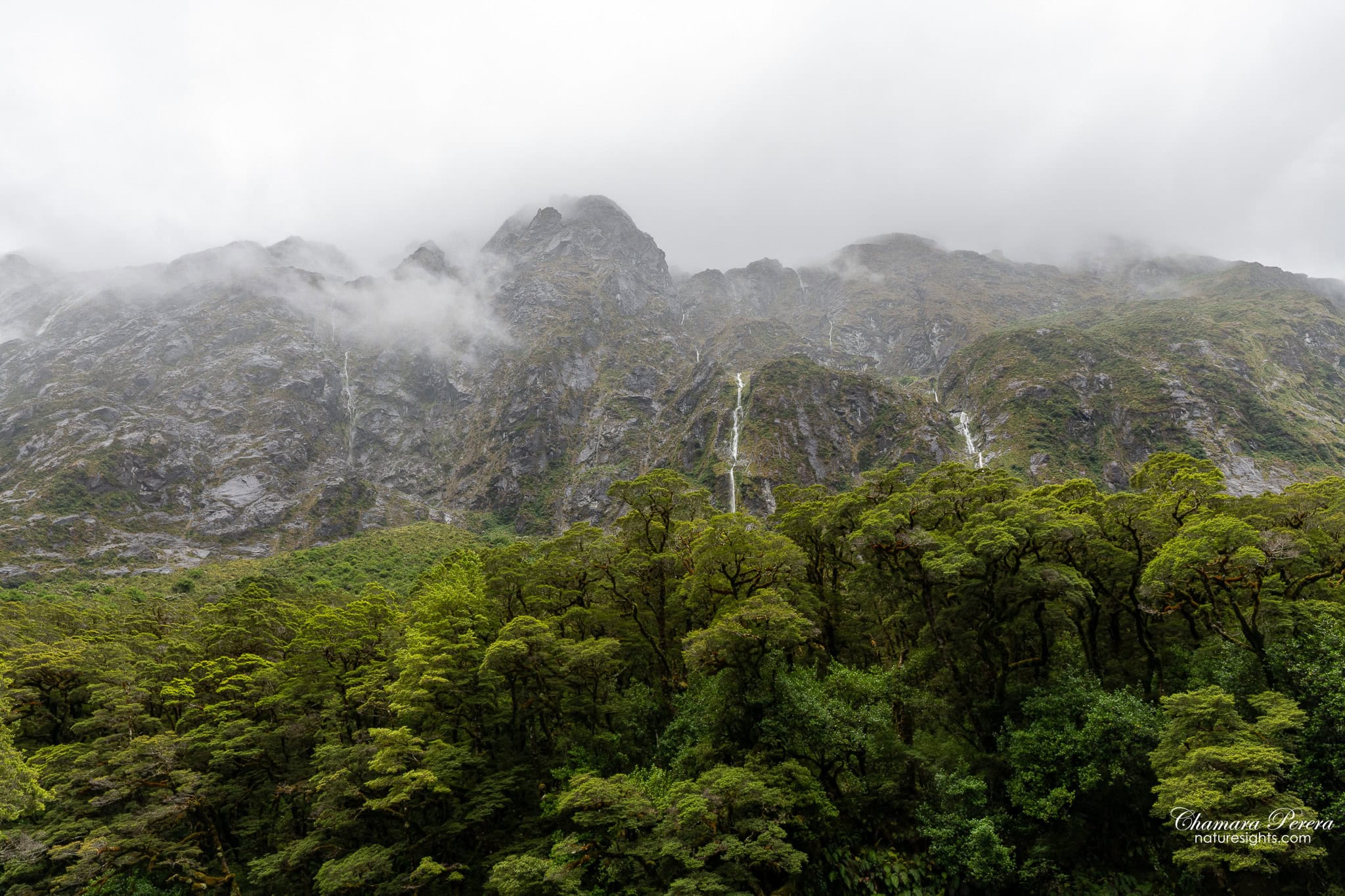 Fiordland mountain with waterfalls and beech forest Cleddau Valley New Zealand