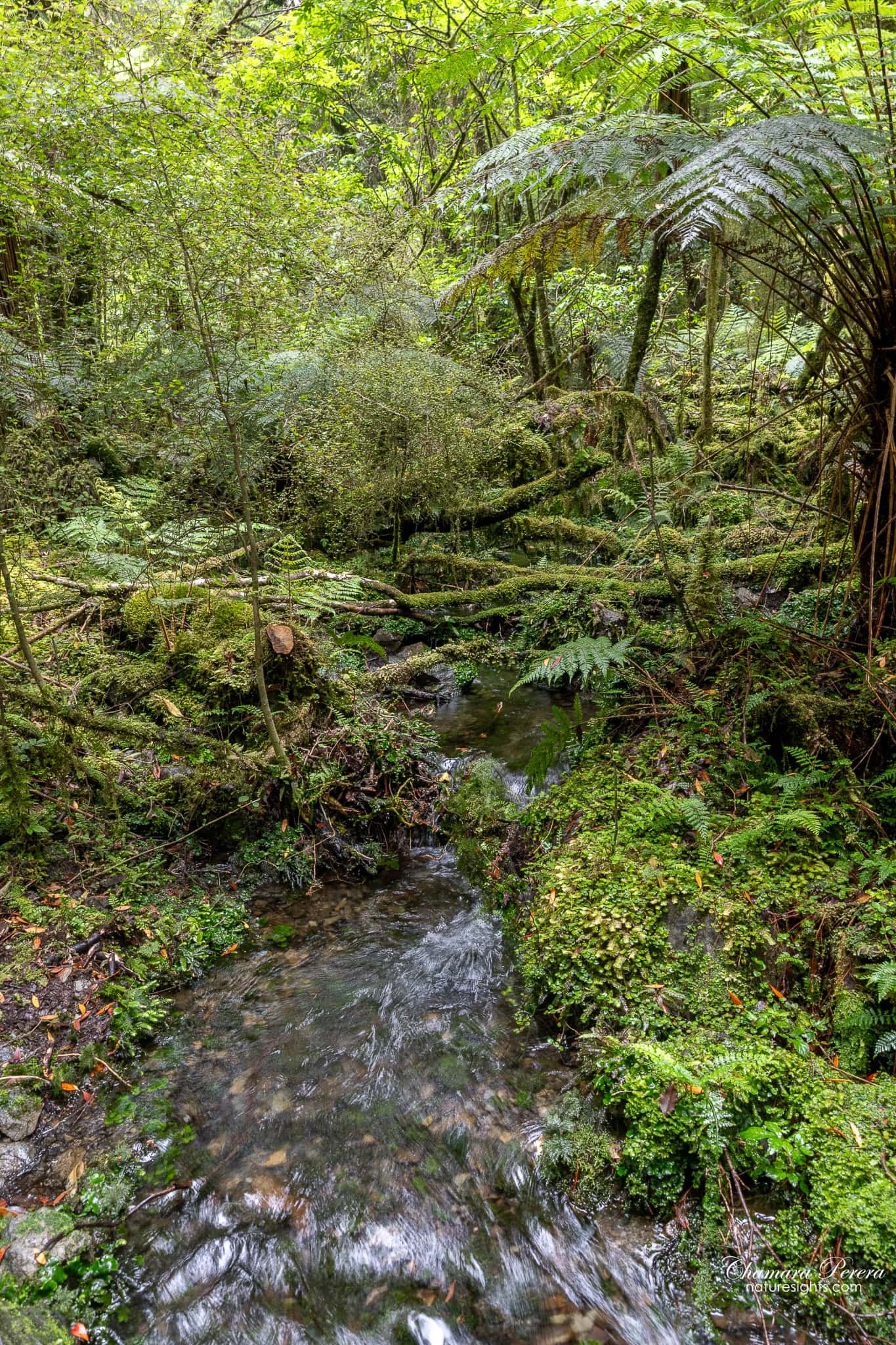 forest stream with tree ferns and mossy logs Fox Glacier South Side Walk New Zealand