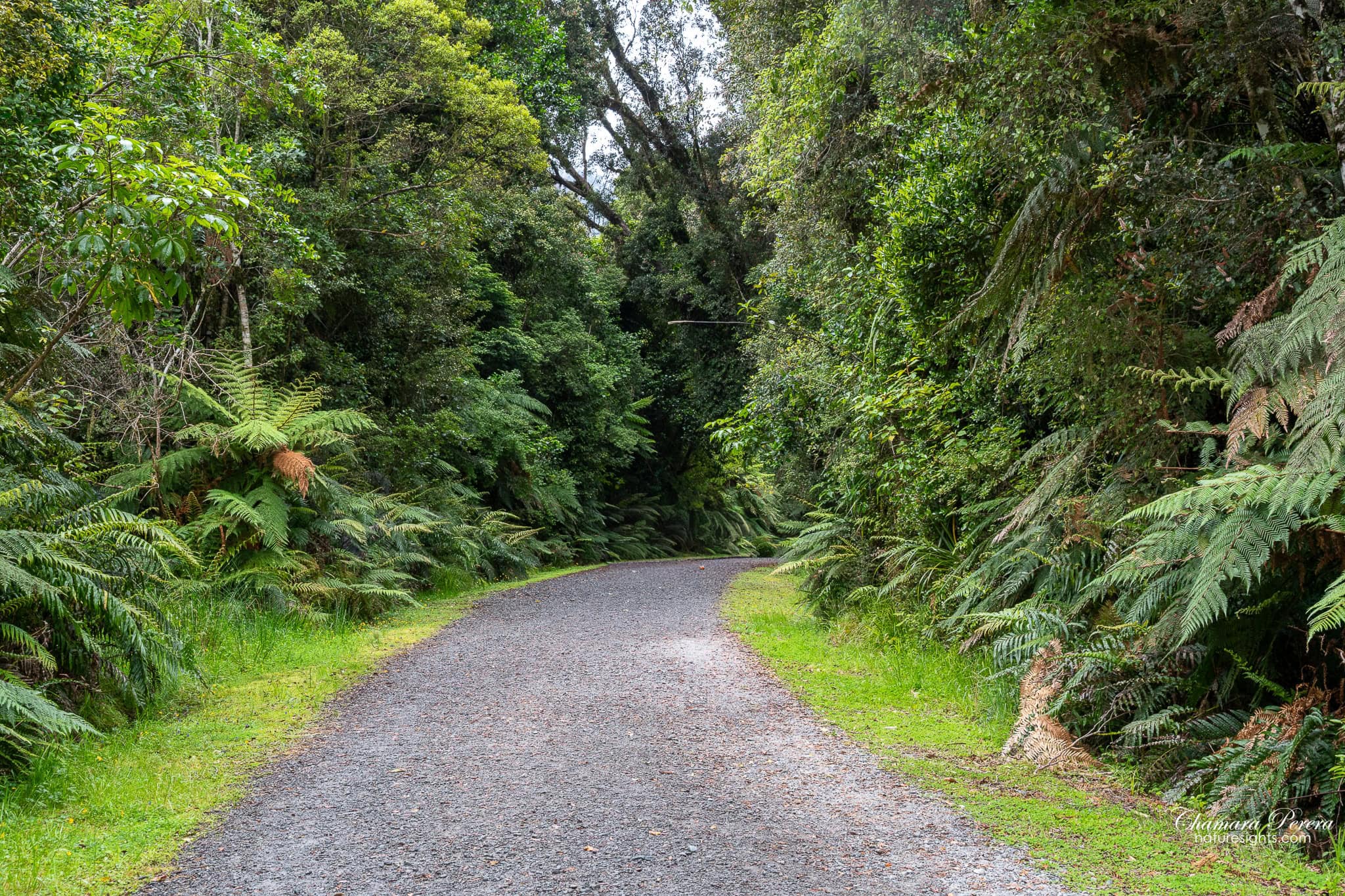 gravel access road through podocarp rainforest Fox Glacier South Side Walk New Zealand