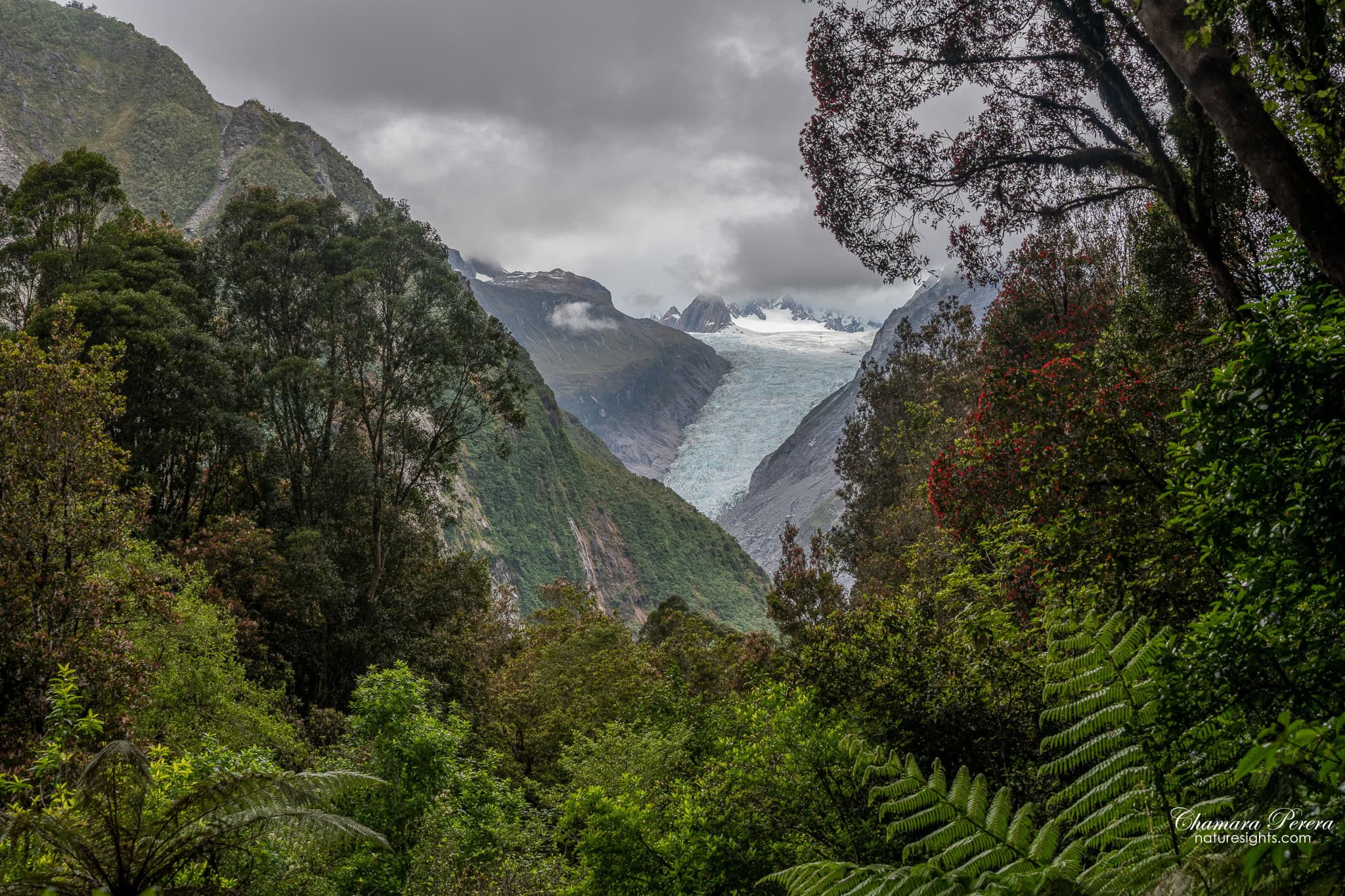 Fox Glacier viewed through rainforest canopy West Coast New Zealand