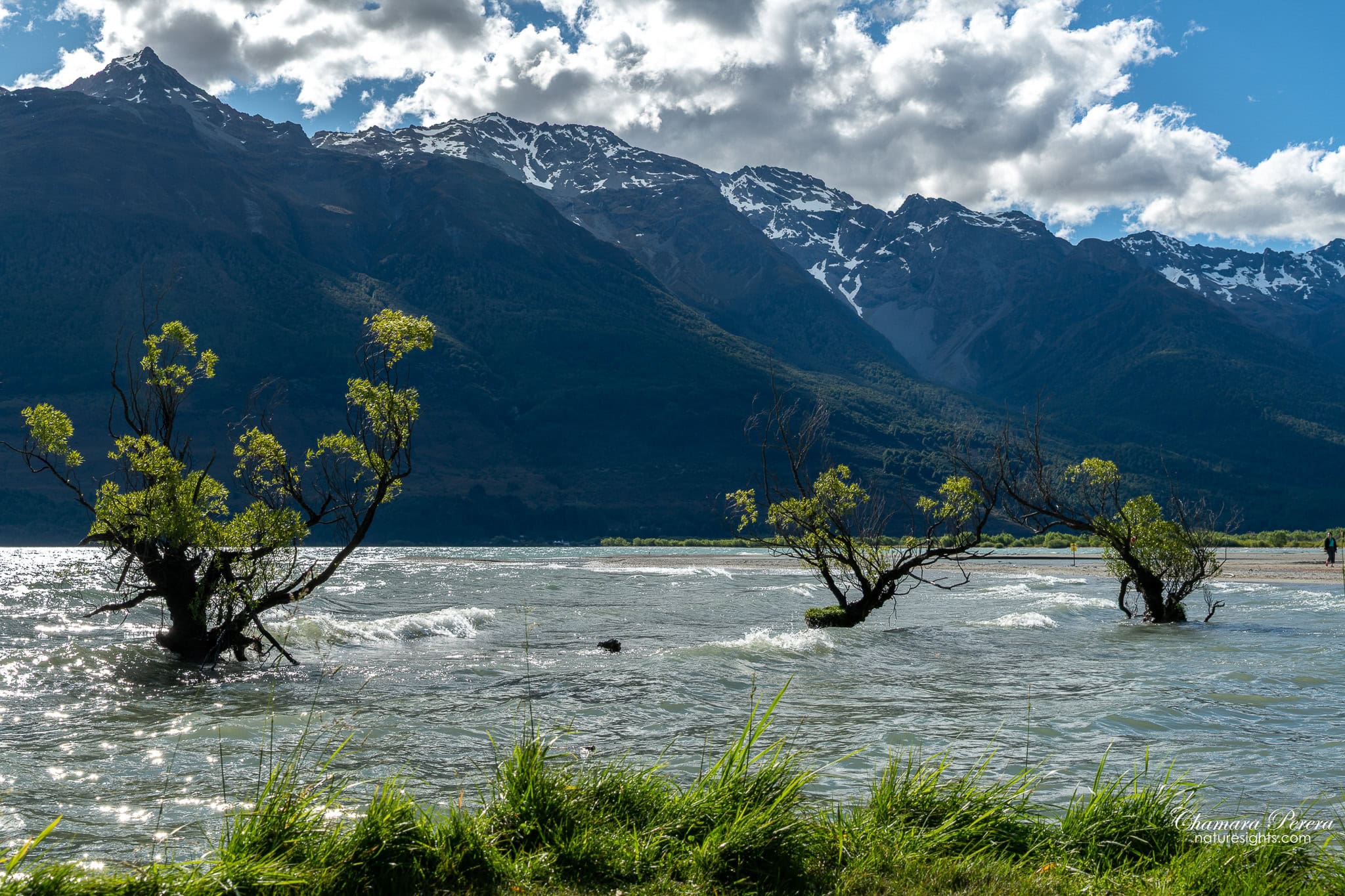 Glenorchy Lagoon willow trees standing in water with mountains New Zealand