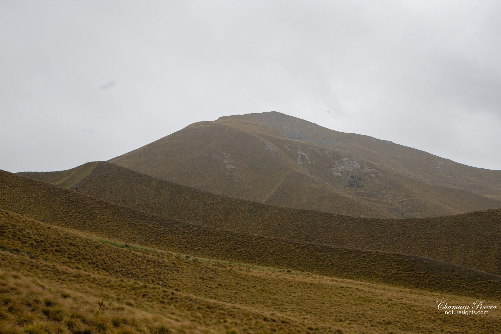 rounded tussock-covered hilltop at Lindis Pass New Zealand