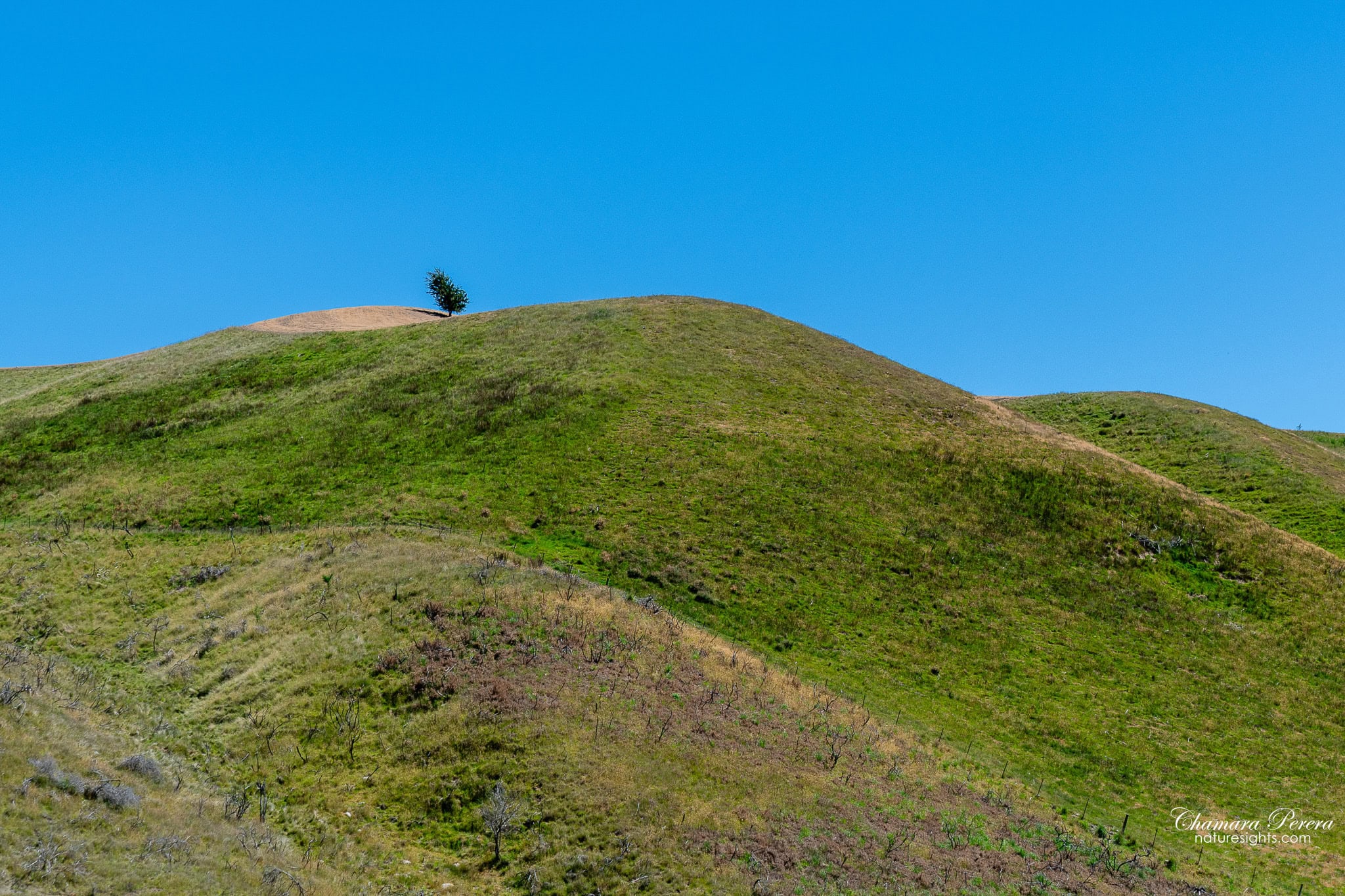Lone tree on hillside above Cardrona Valley Crown Range New Zealand