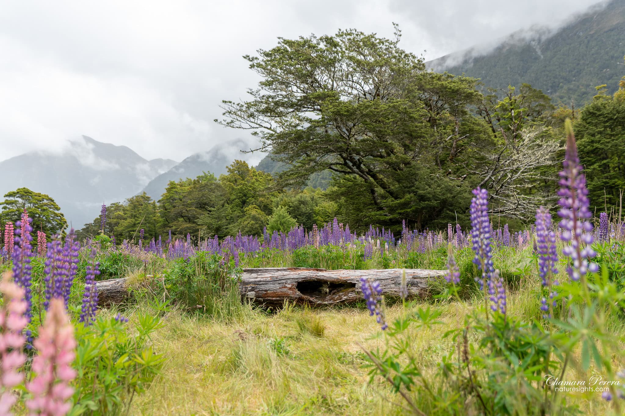 Lupin field with fallen log Eglinton Valley Milford Road Fiordland New Zealand