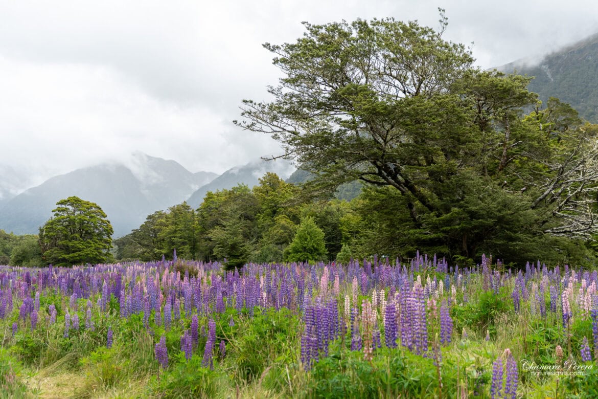 Lupin field with beech tree Eglinton Valley Milford Road Fiordland New Zealand