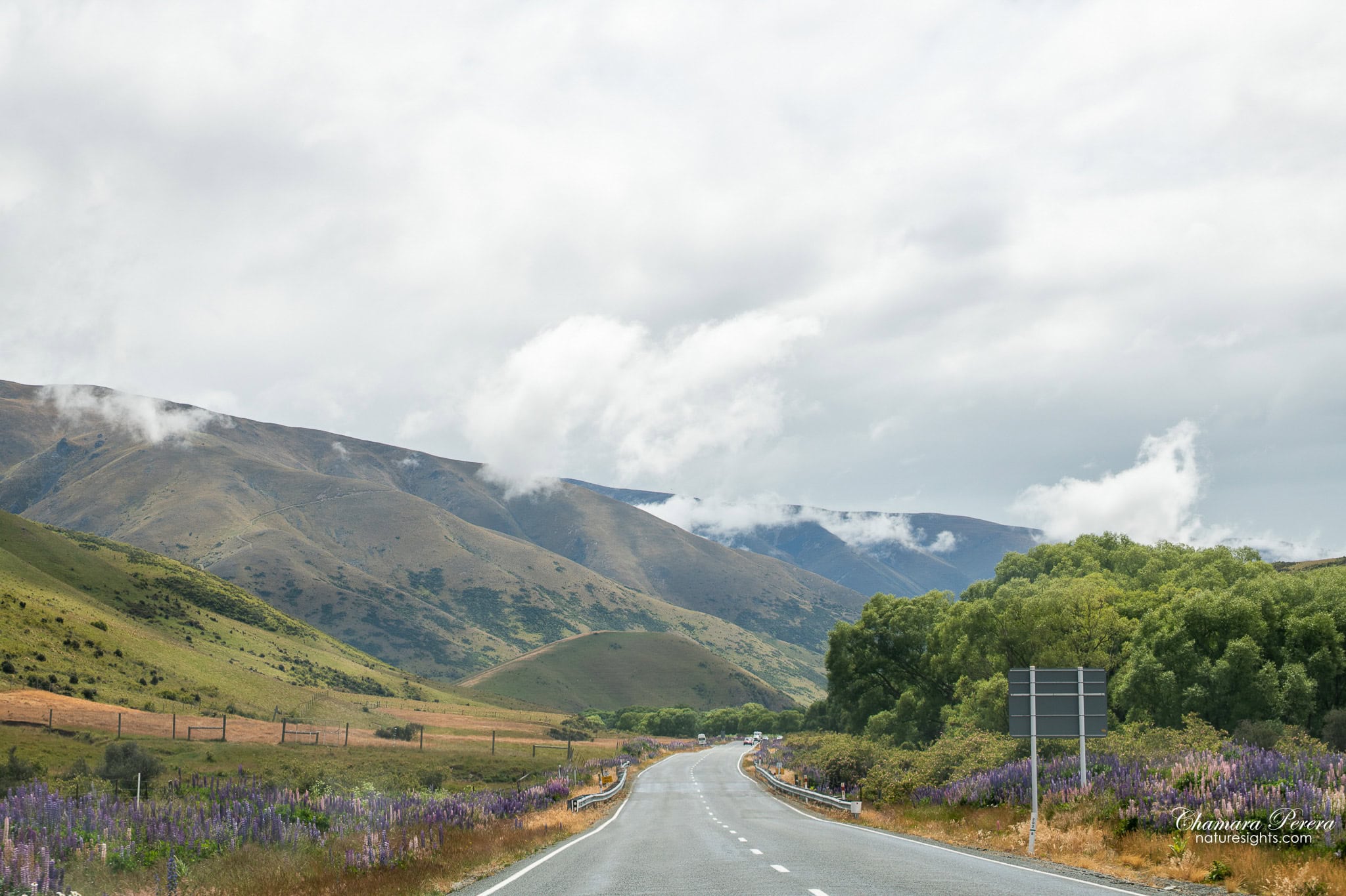 purple lupins lining the road through the Mackenzie Basin New Zealand