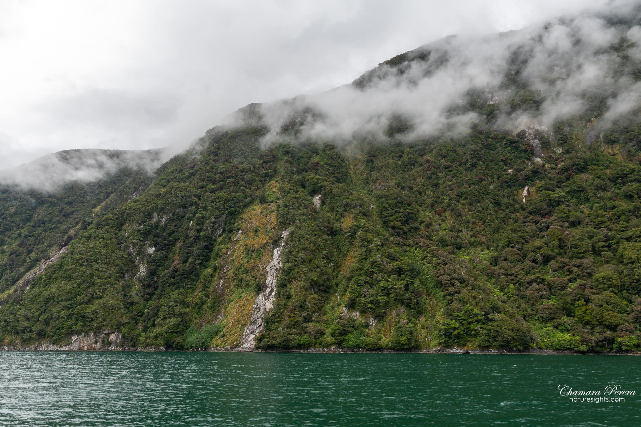 Fiordland hillside with small waterfalls visible through cloud Milford Sound