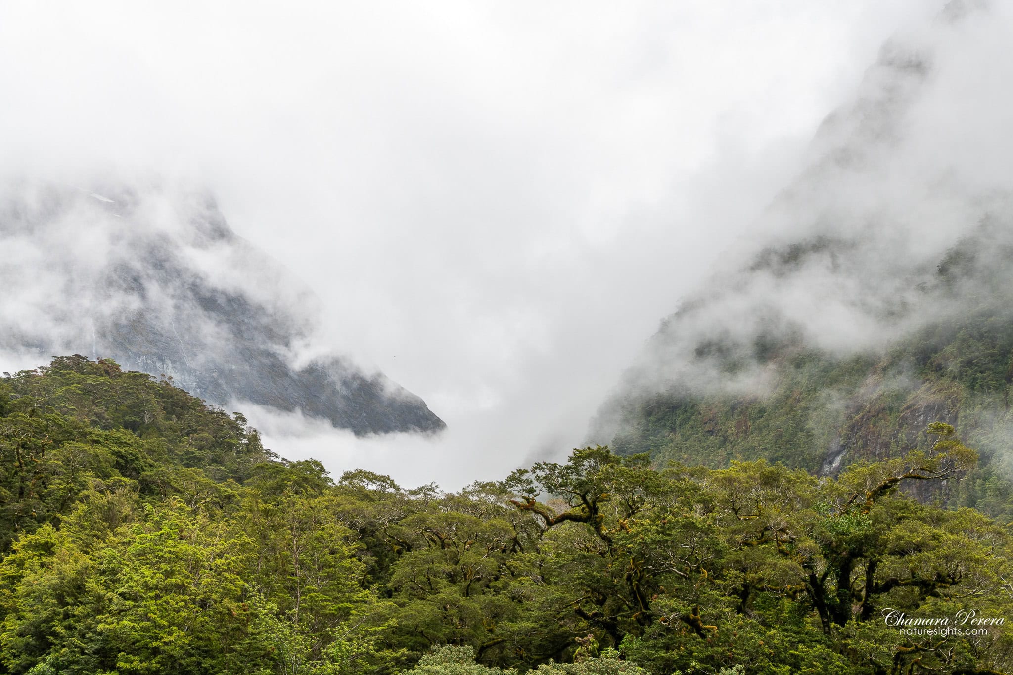 Fiordland rainforest canopy with mountains in cloud on the Milford Sound road