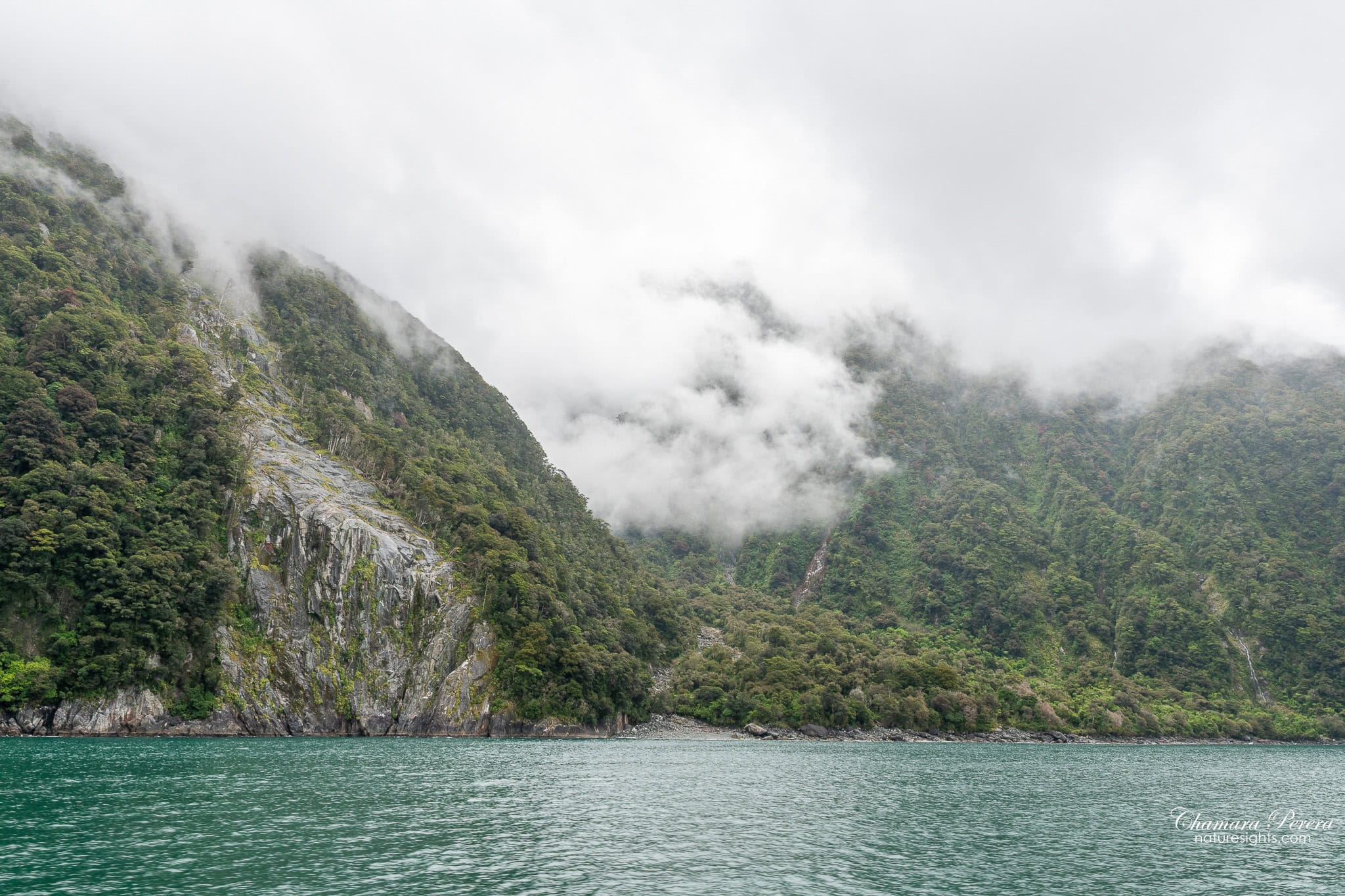 Milford Sound rainforest cliff with small waterfall Fiordland New Zealand