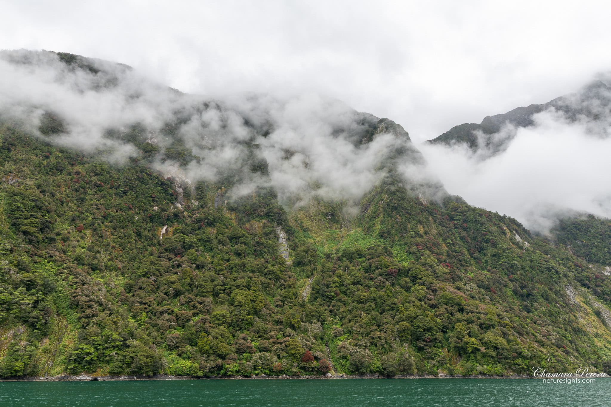 Milford Sound rainforest covered hillside with cloud Fiordland New Zealand