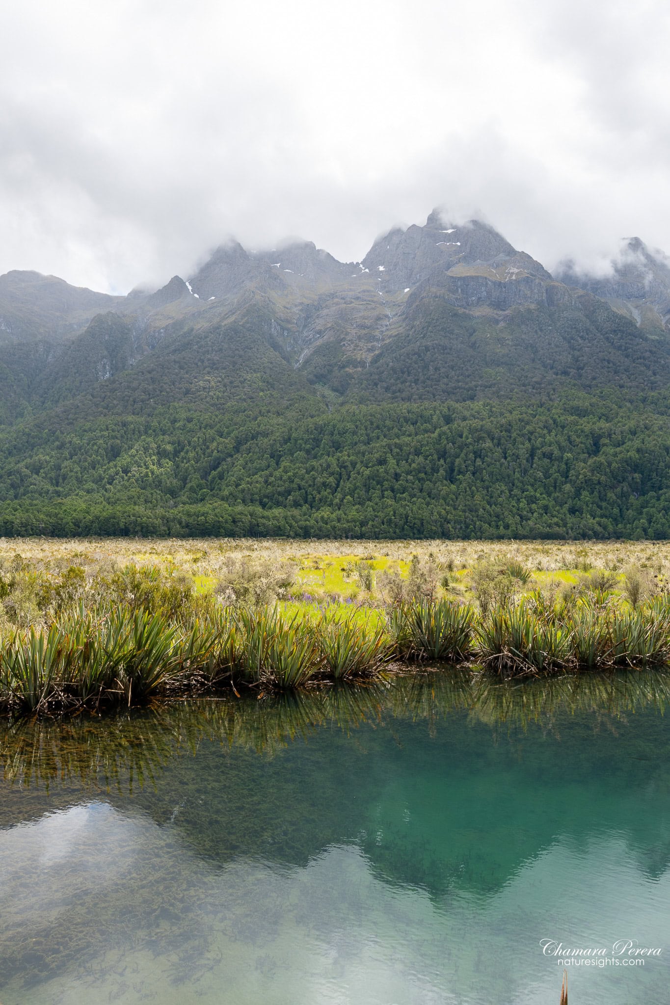 Mirror Lakes flax plants and Earl Mountains snow peaks Fiordland New Zealand