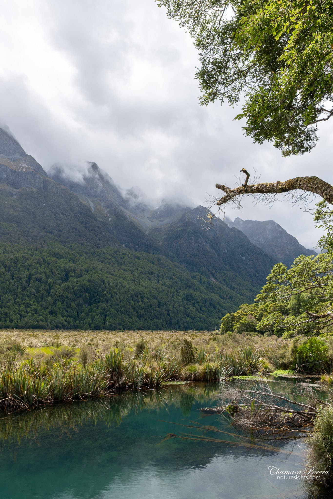 Mirror Lakes with overhanging tree branch Fiordland National Park New Zealand