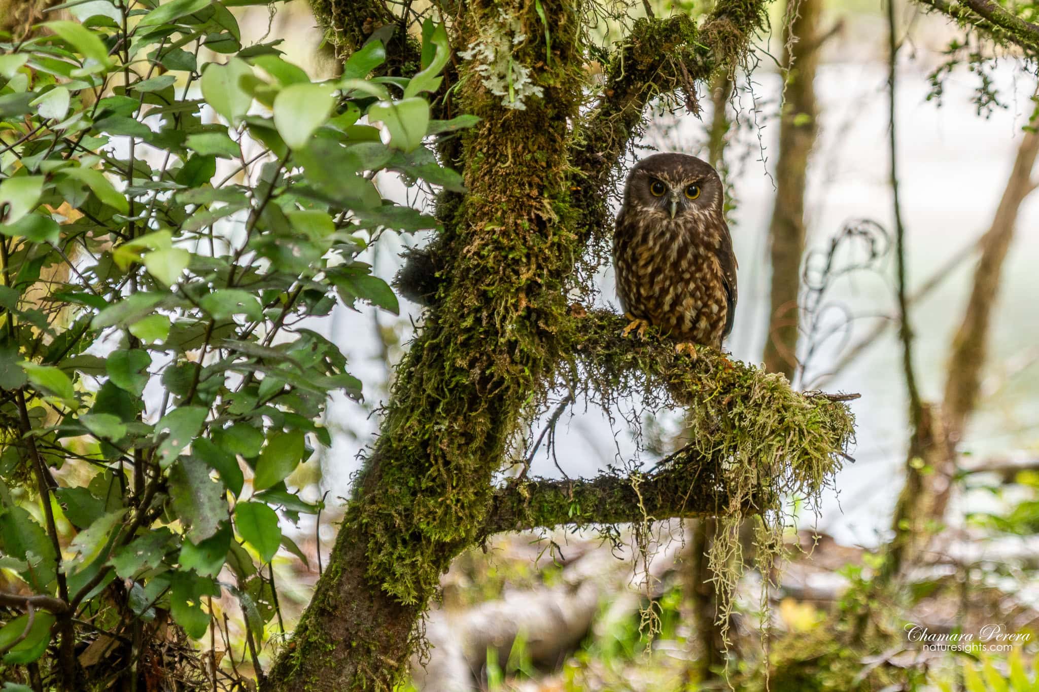 morepork ruru owl in beech forest Milford Track Fiordland New Zealand