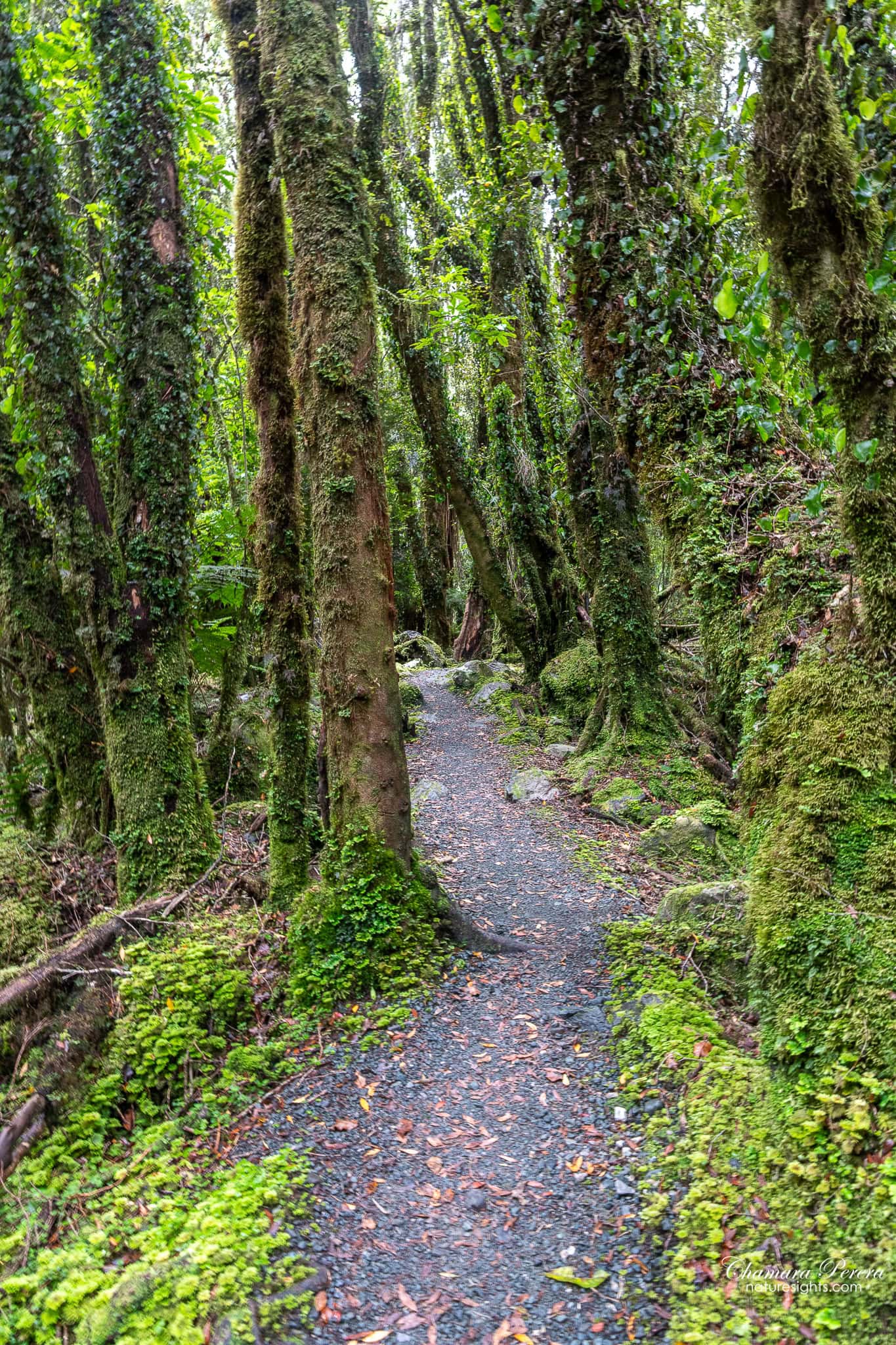 mossy forest path through ancient trees Fox Glacier South Side Walk New Zealand