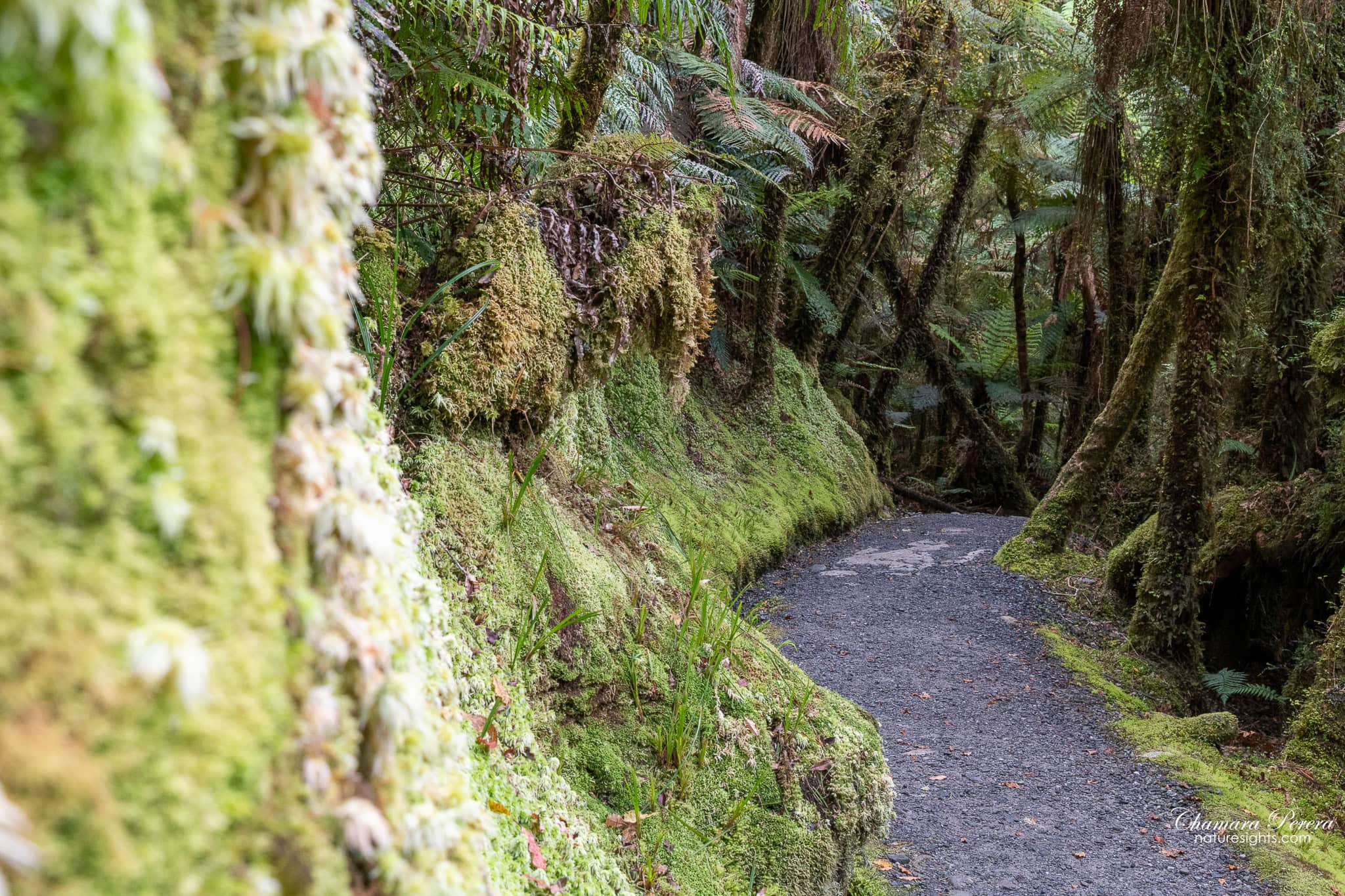 Mossy rainforest track at Lake Matheson West Coast New Zealand