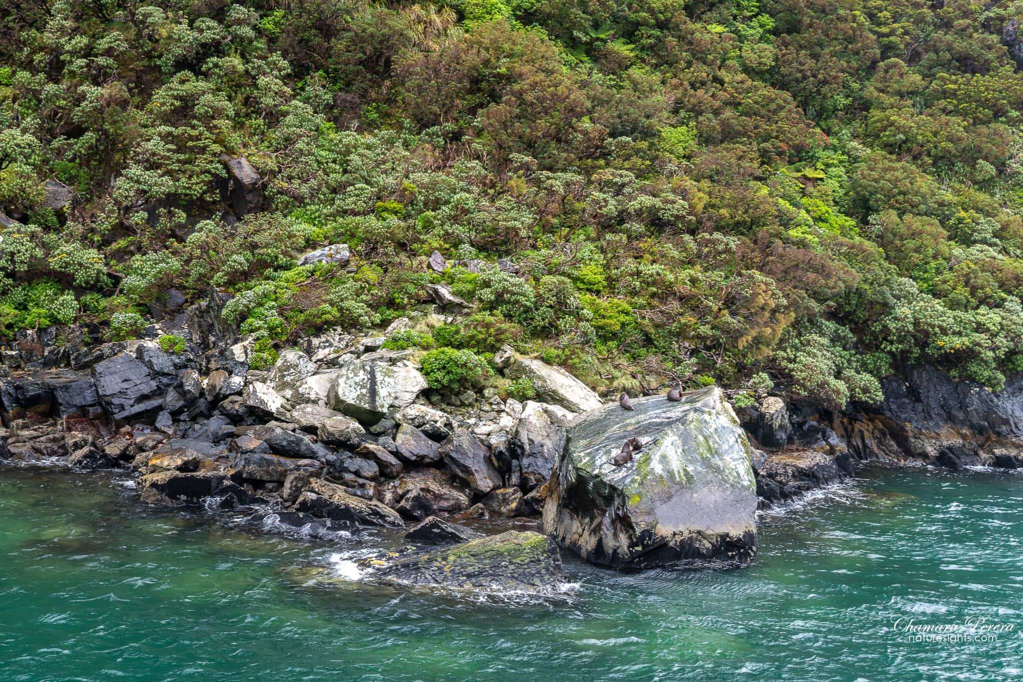New Zealand fur seals on rocks Milford Sound New Zealand