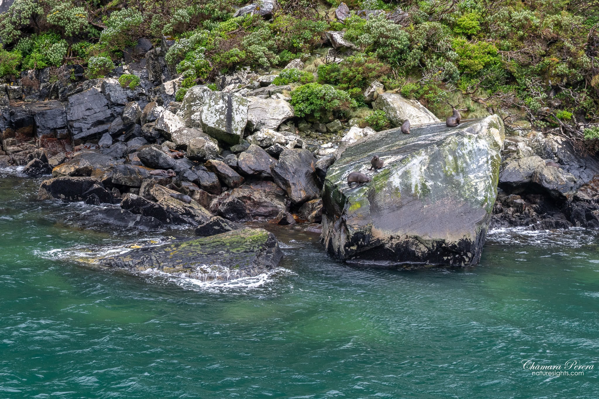 New Zealand fur seal haul out rocks Milford Sound Fiordland