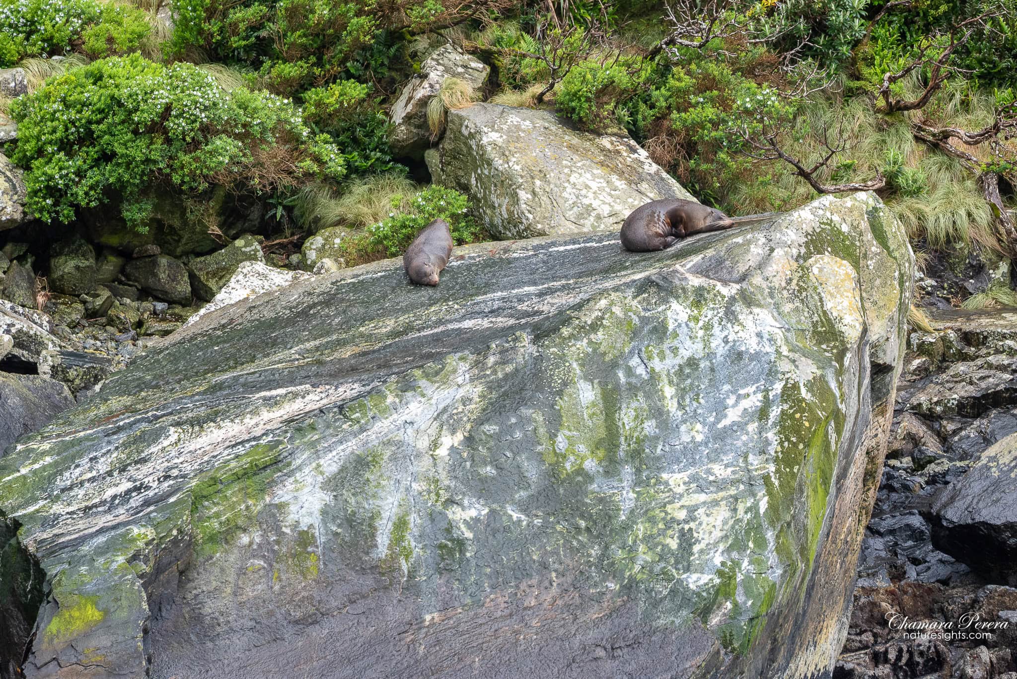 Two New Zealand fur seals on rock close up Milford Sound
