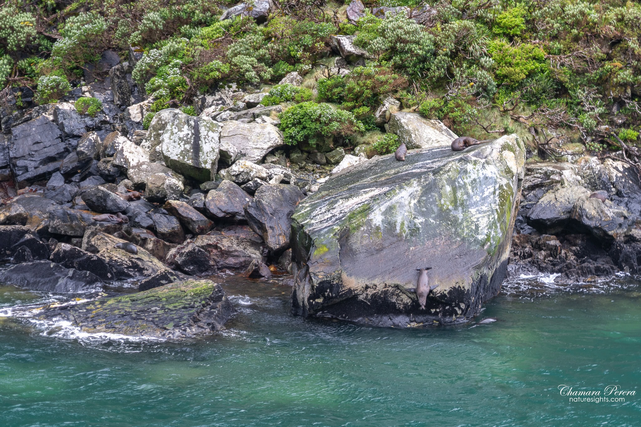New Zealand fur seals resting on rocks Milford Sound New Zealand