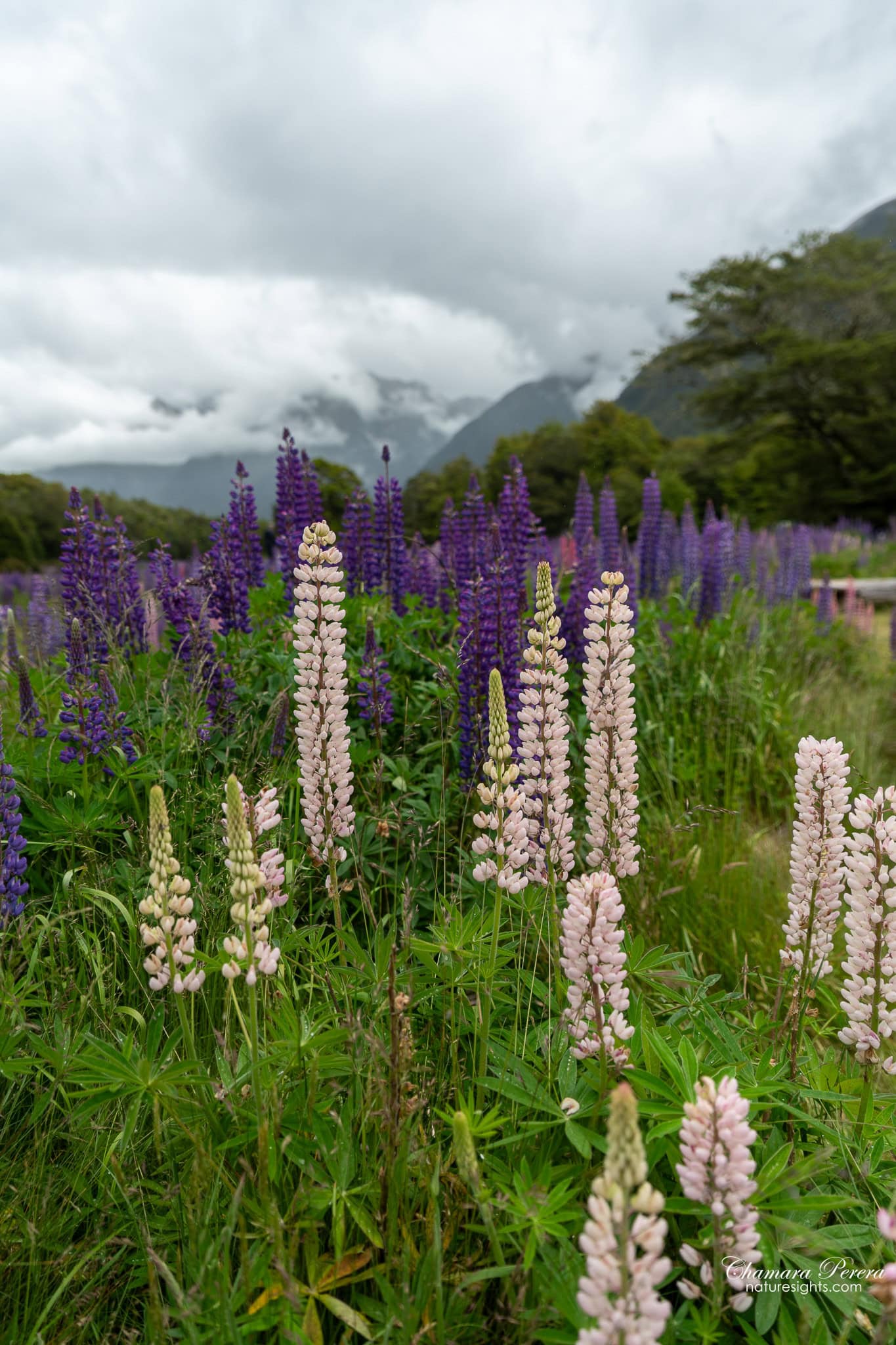 Pink and purple lupins Eglinton Valley Milford Road Fiordland New Zealand