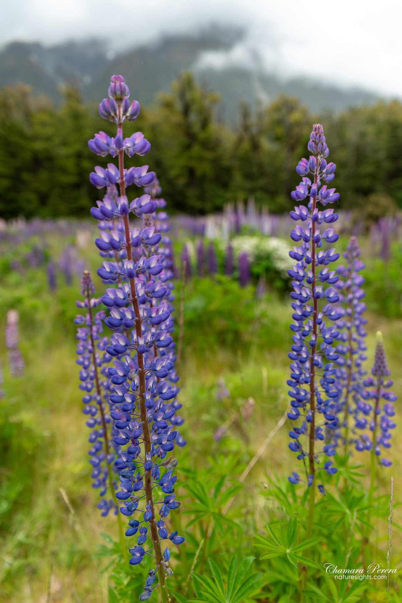 Purple lupin close-up Eglinton Valley Fiordland New Zealand