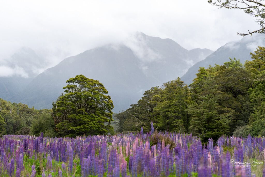 Purple lupins Eglinton Valley with Fiordland mountains Milford Road New Zealand
