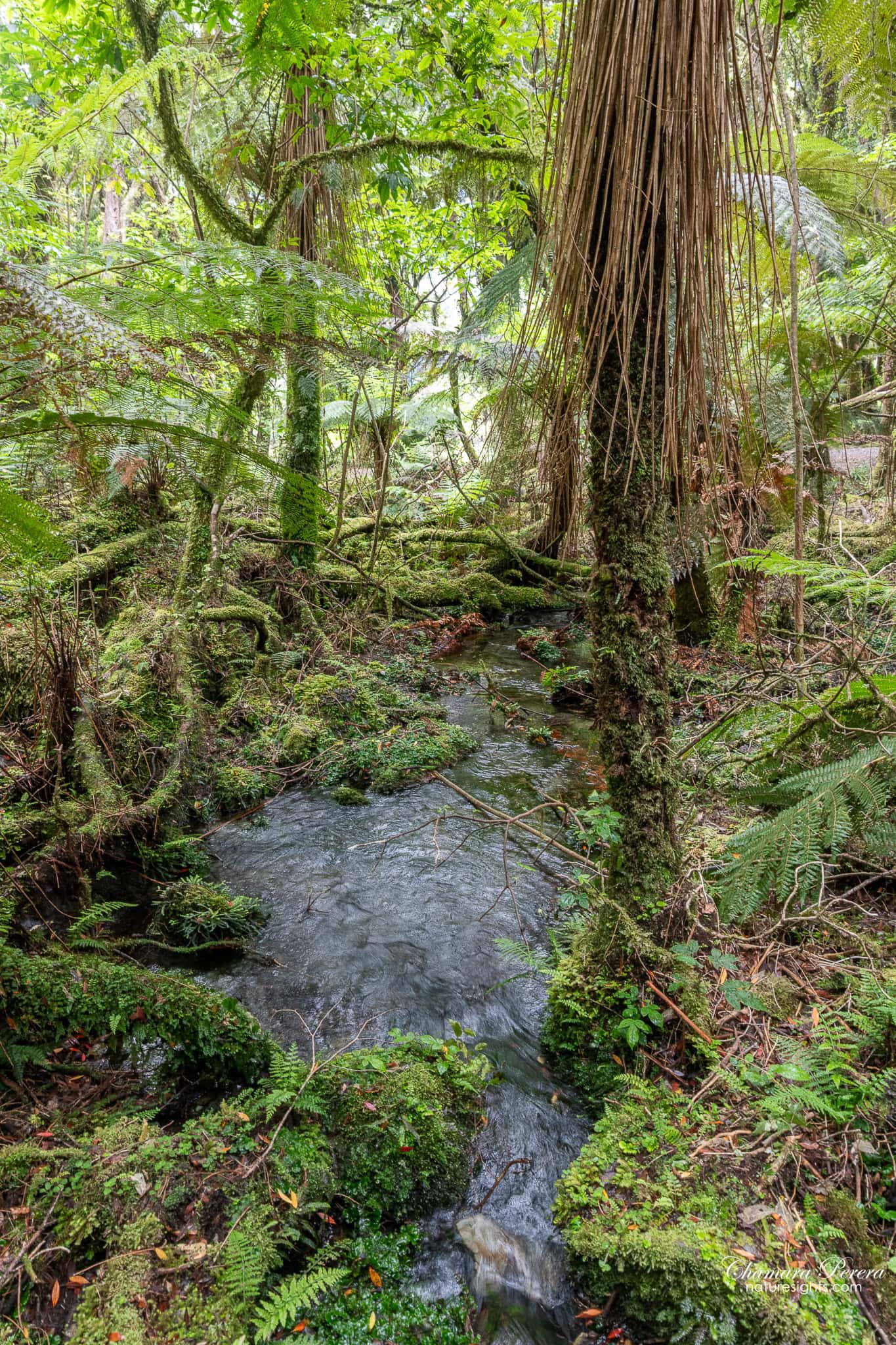 stream through dense rainforest with tree ferns Fox Glacier New Zealand