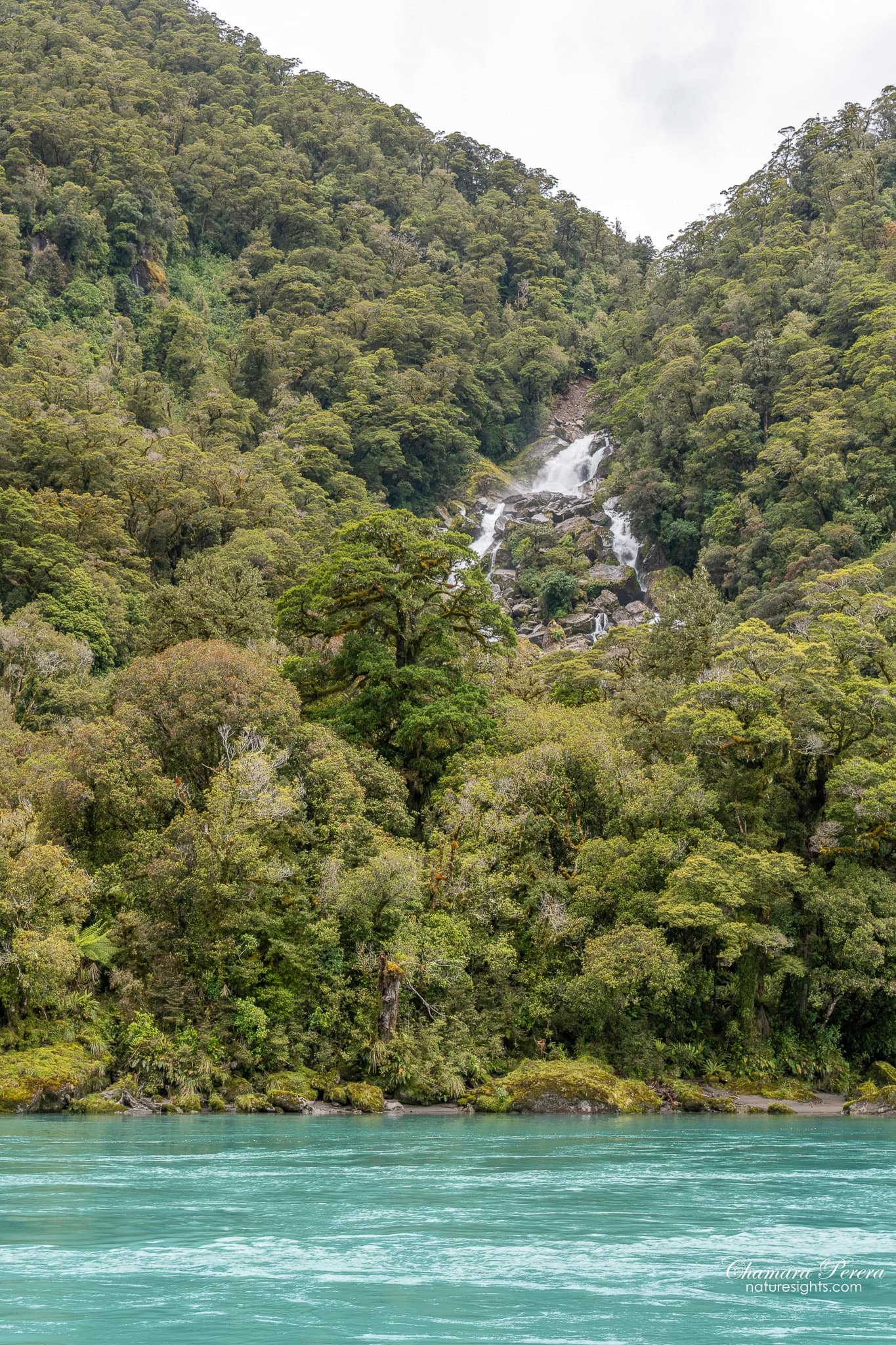 Roaring Billy Falls across turquoise Haast River New Zealand