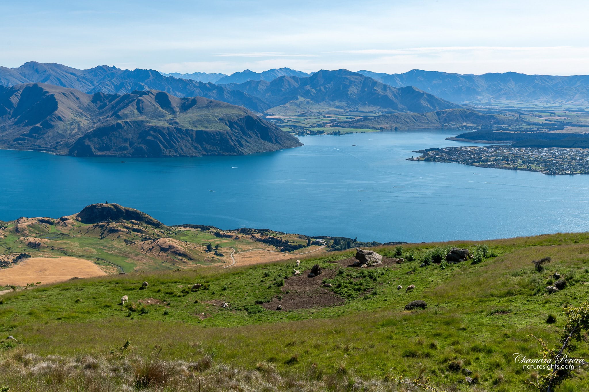 Sheep grazing on Roy's Peak farmland with Lake Wanaka and Wanaka town behind New Zealand