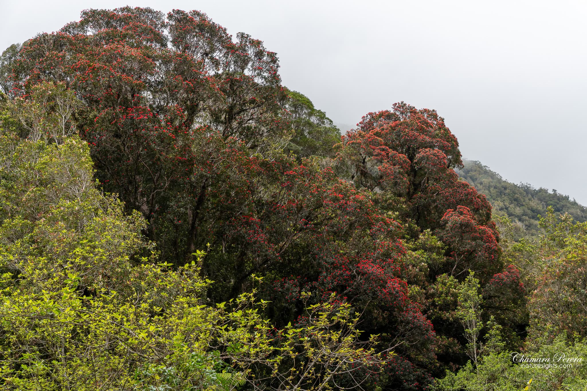 southern rata trees in red flower Fox Glacier West Coast New Zealand
