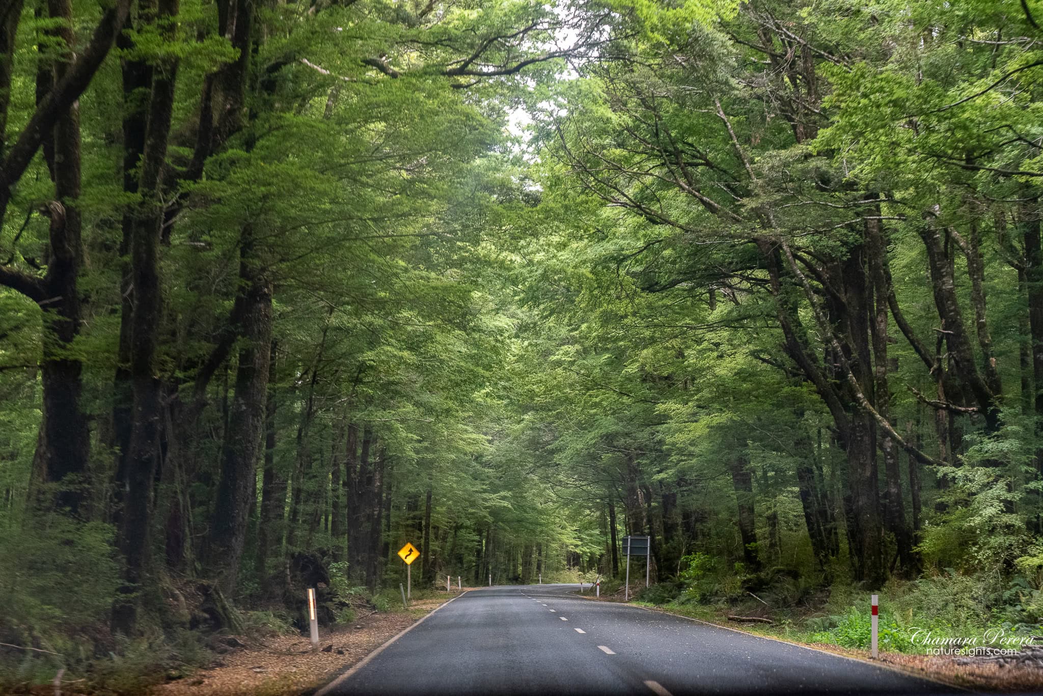 Beech forest road on the drive from Te Anau to Milford Sound New Zealand