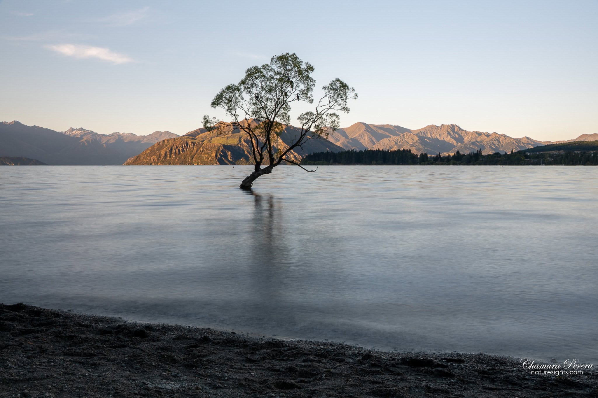 That Wanaka Tree long exposure with pebble shore Lake Wanaka New Zealand