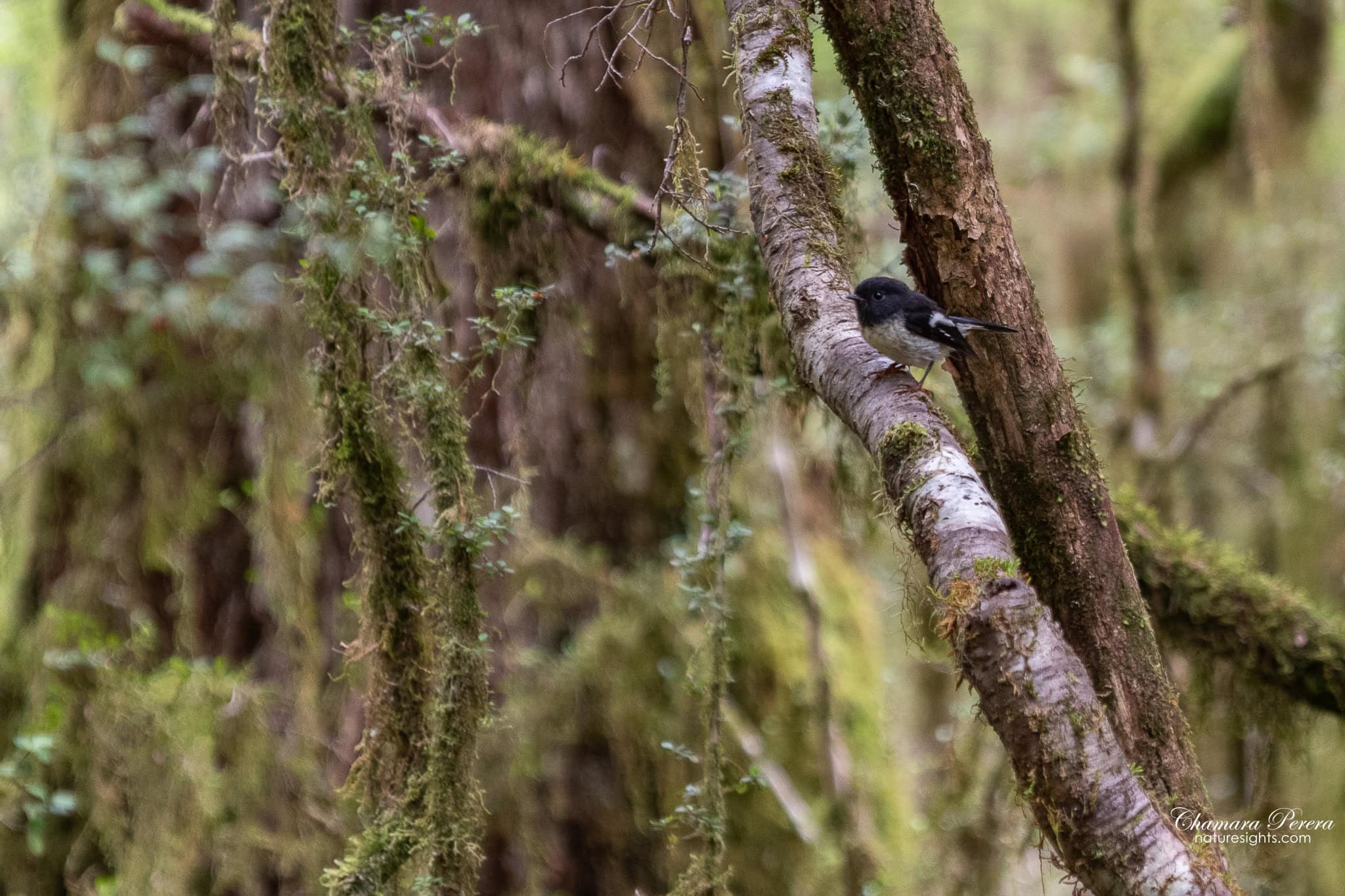 tomtit bird on mossy branch Milford Track New Zealand