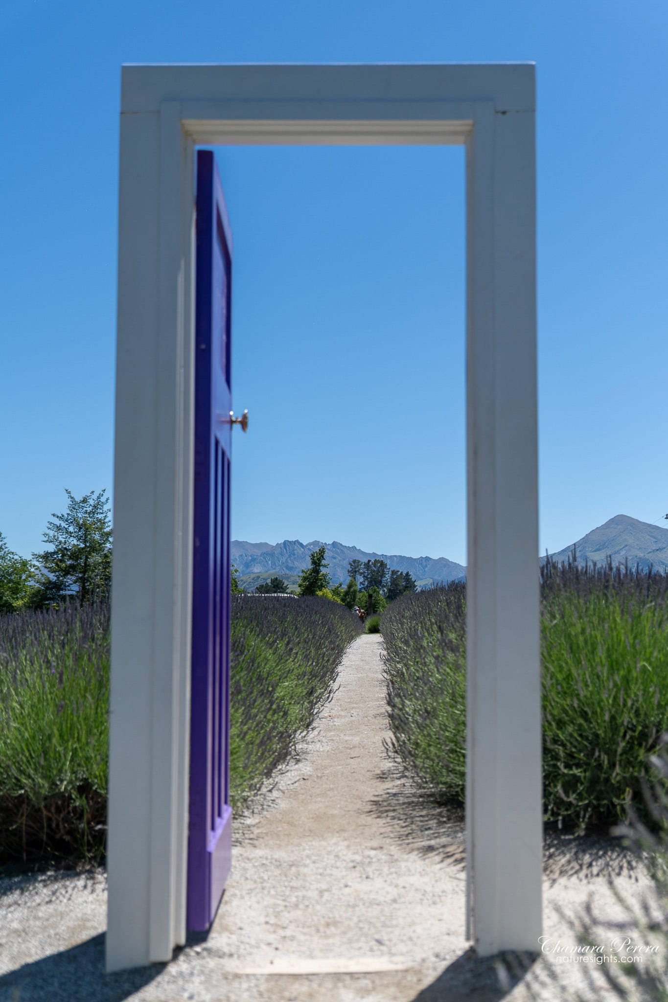Wanaka Lavender Farm purple door frame looking down lavender rows New Zealand
