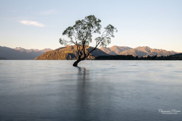 Wanaka Tree long exposure reflection on Lake Wanaka New Zealand