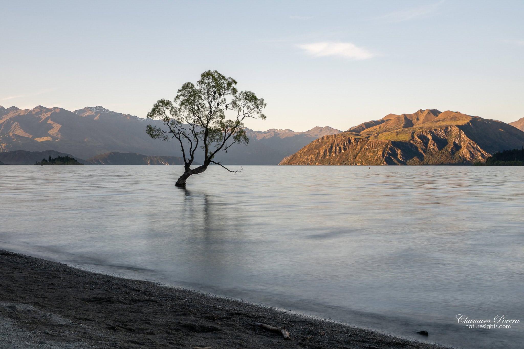Wanaka Tree at sunset wide view Lake Wanaka mountains New Zealand