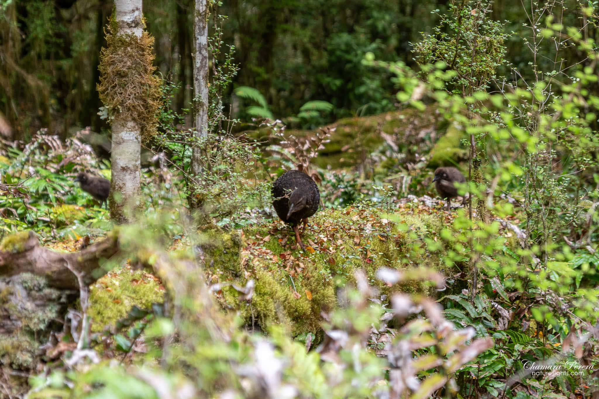 weka bird facing camera forest Milford Track New Zealand