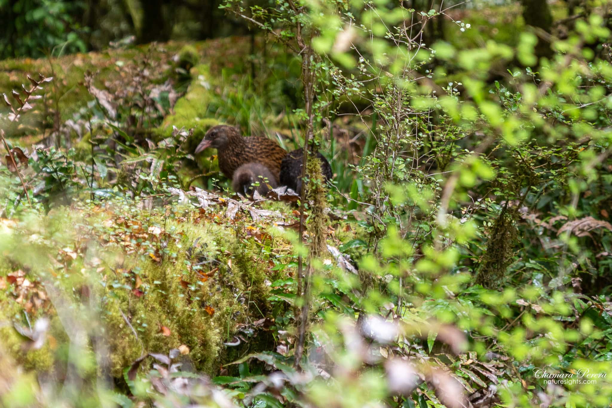 weka bird in forest undergrowth Milford Track Fiordland New Zealand