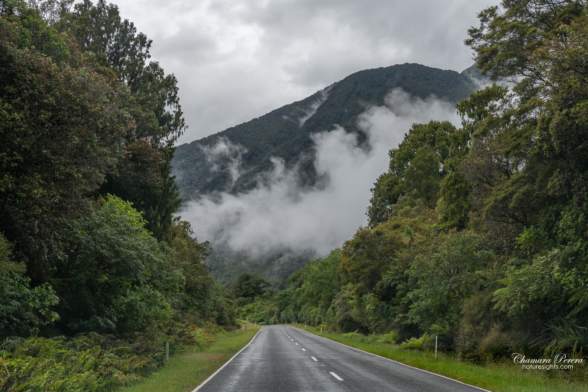 State Highway 6 through West Coast rainforest near Haast New Zealand