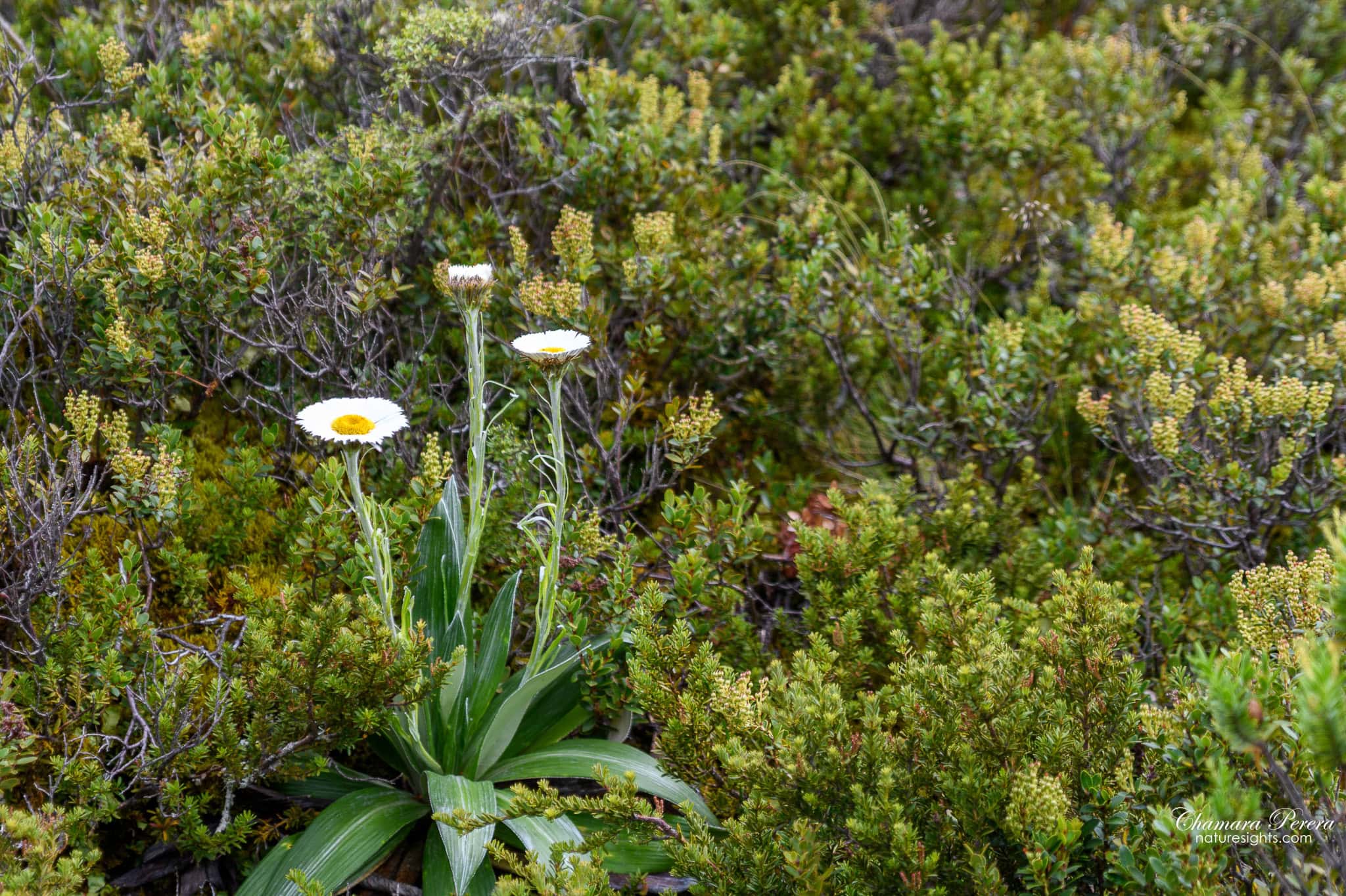alpine mountain daisy wildflowers Hooker Valley Track New Zealand