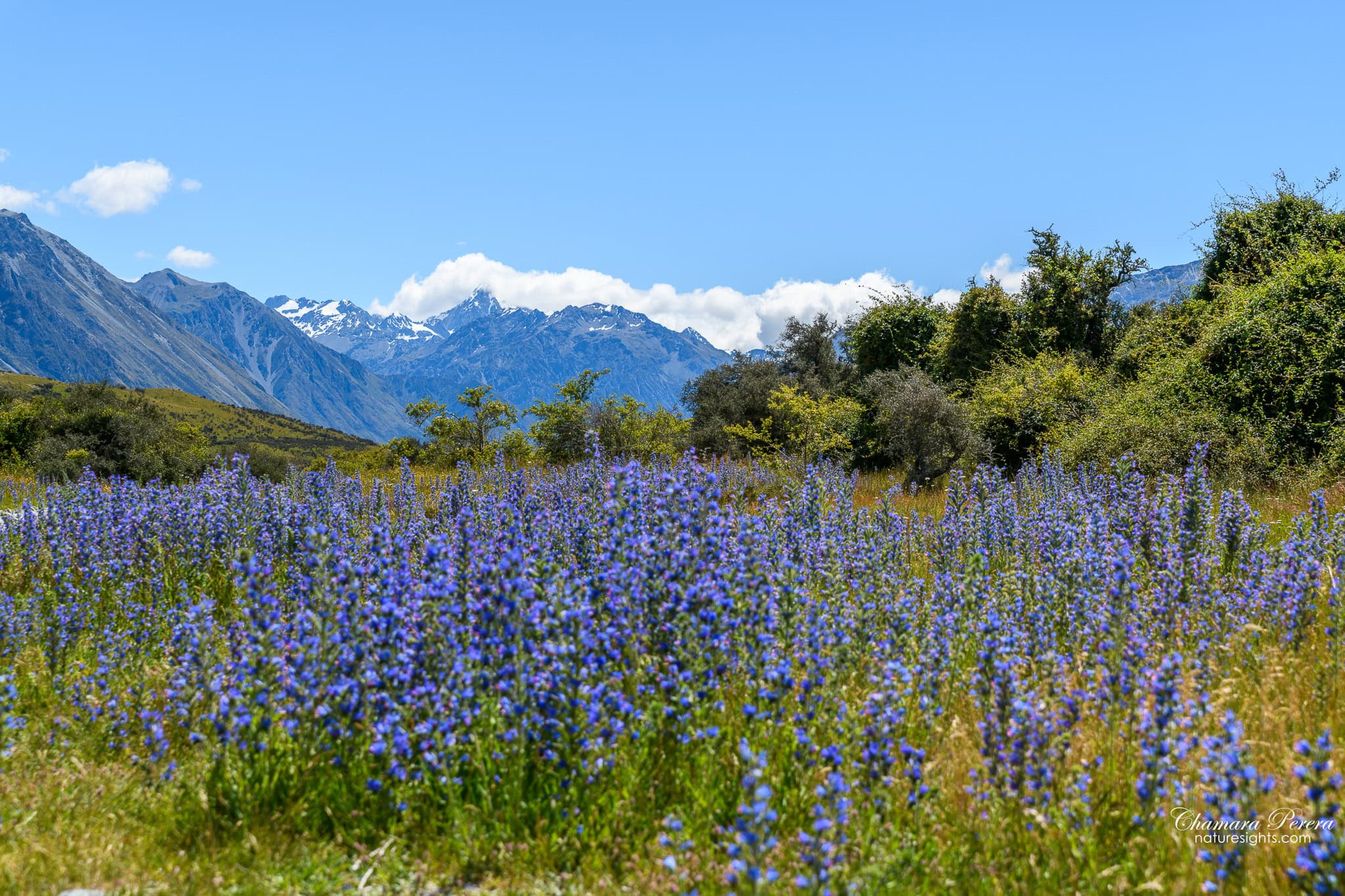 Blue Russell lupins with snow-capped Southern Alps Mount Sunday New Zealand