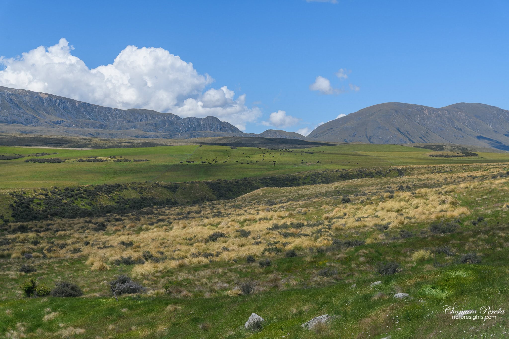 Cattle grazing on high country farmland Hakatere Conservation Park New Zealand