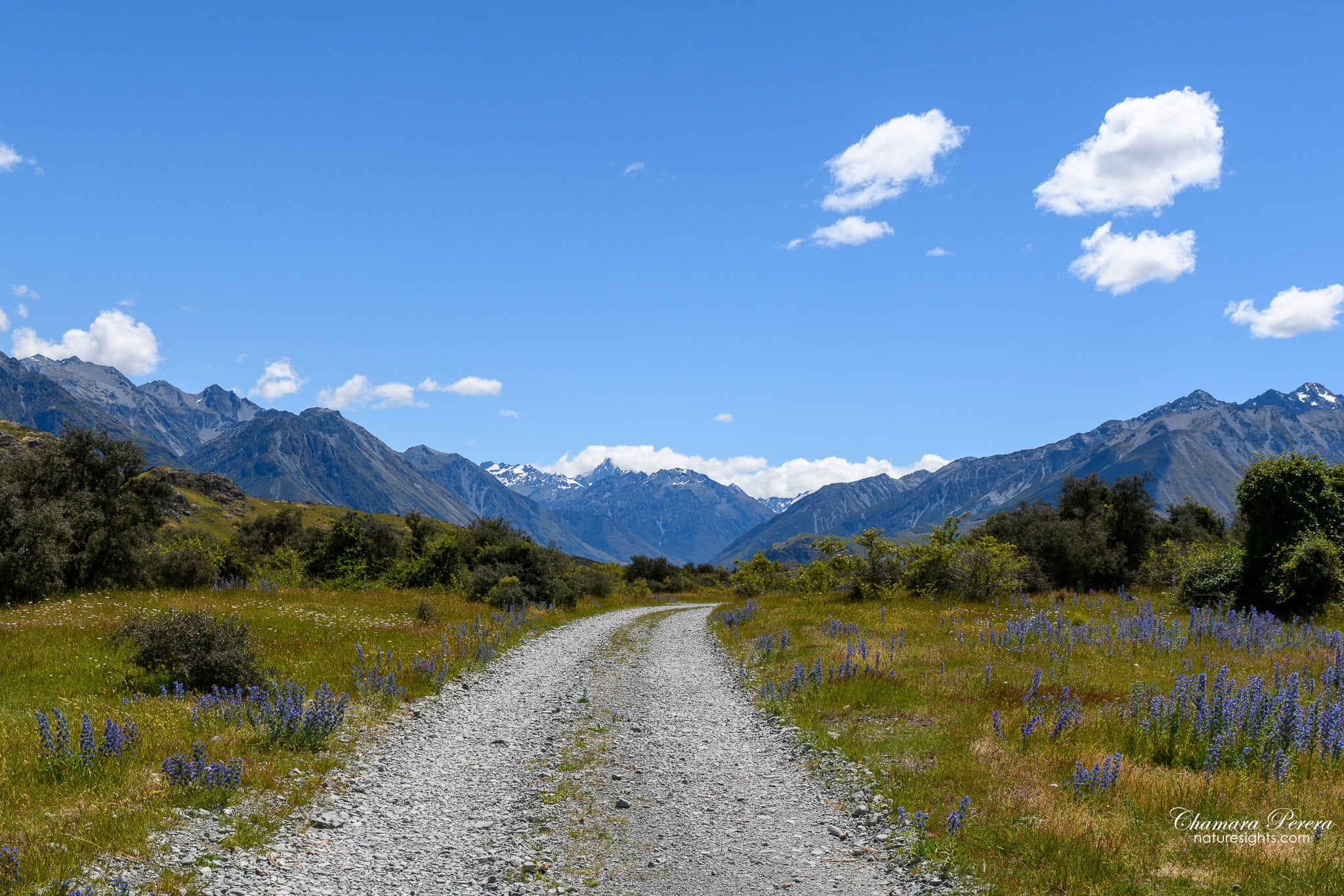Lupin-lined gravel track leading to Mount Sunday New Zealand