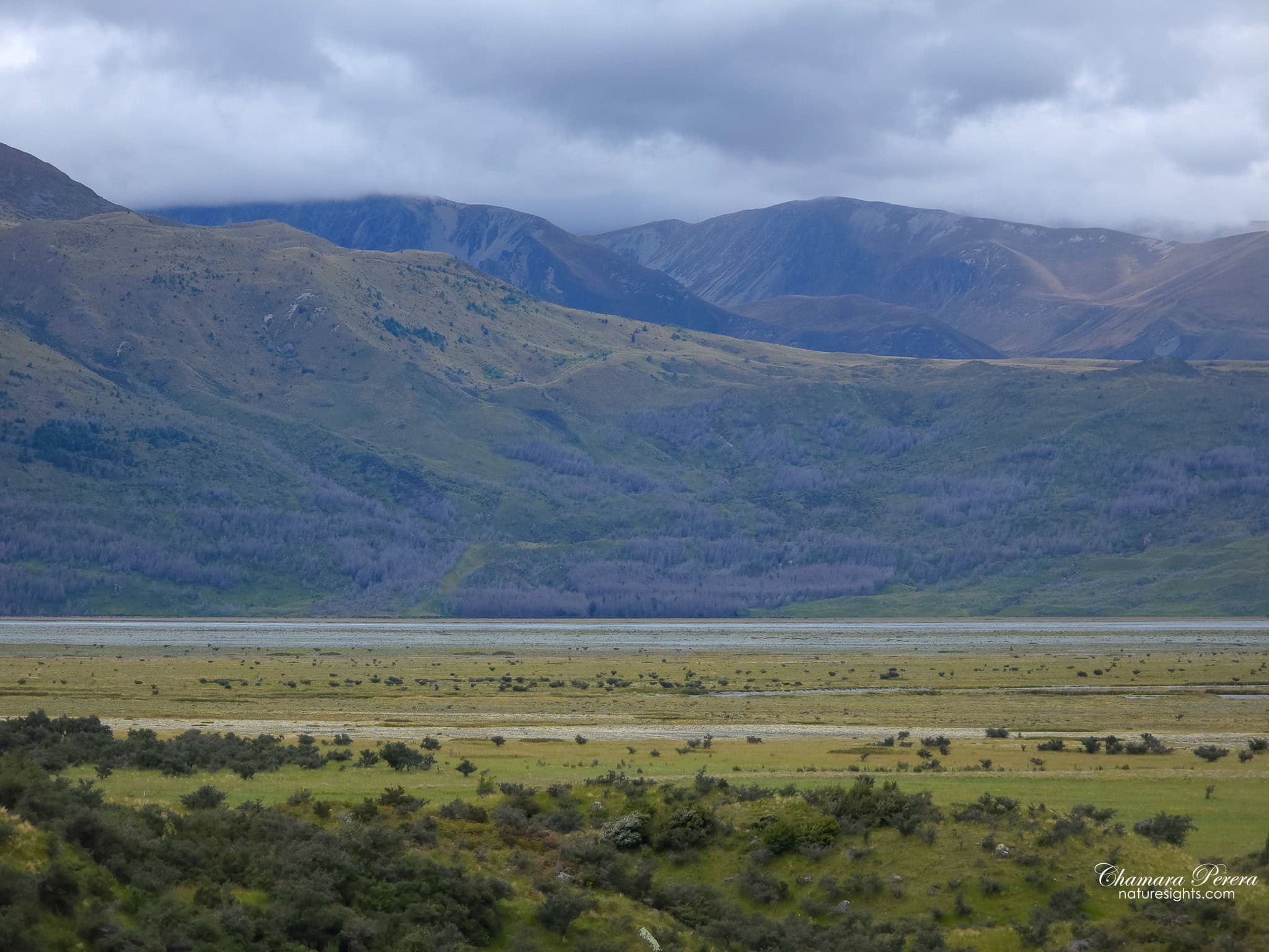 Mackenzie Basin tussock plains on the road to Mount Cook New Zealand